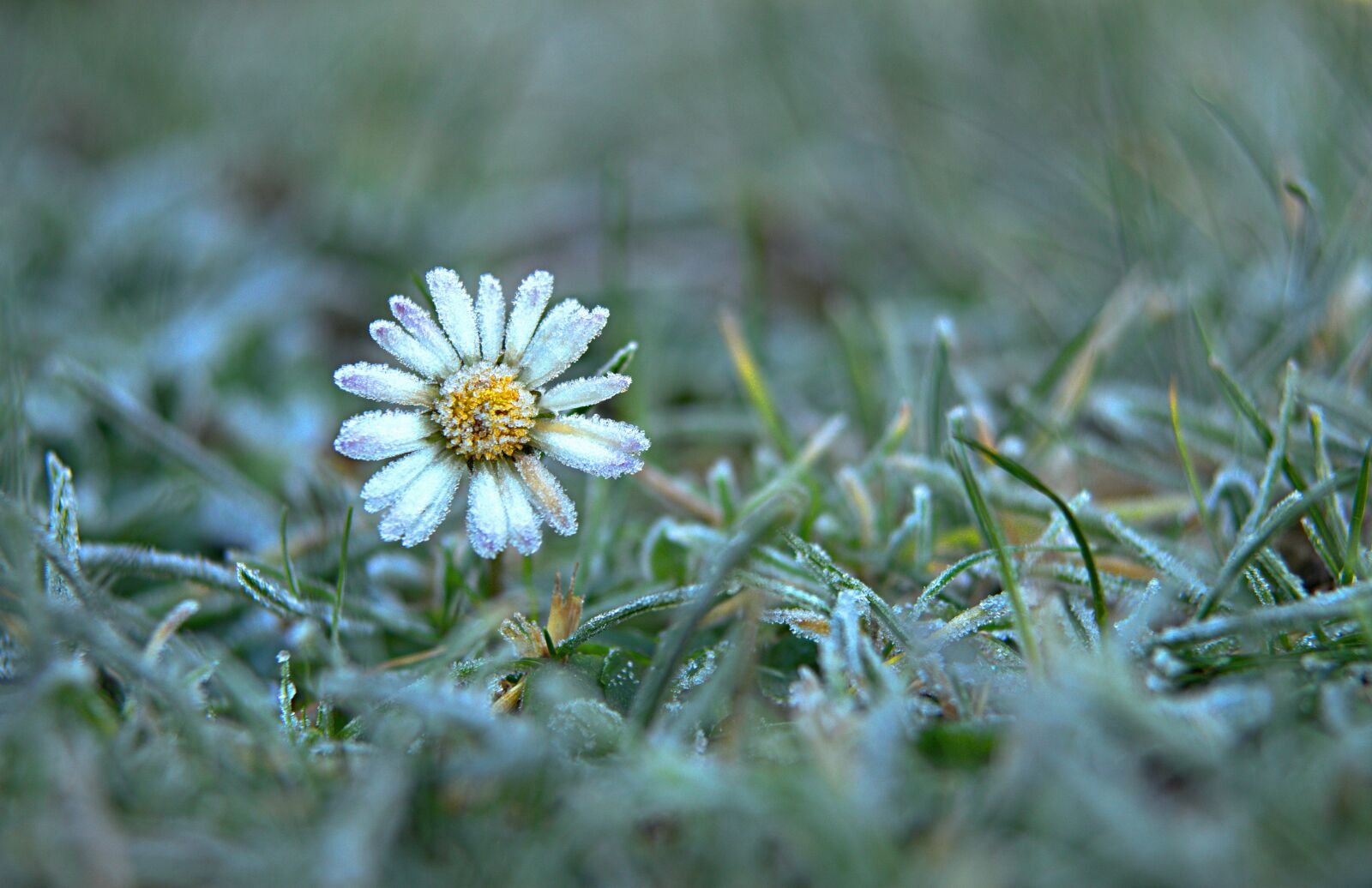 Sony SLT-A57 sample photo. Daisy, snow, winter photography
