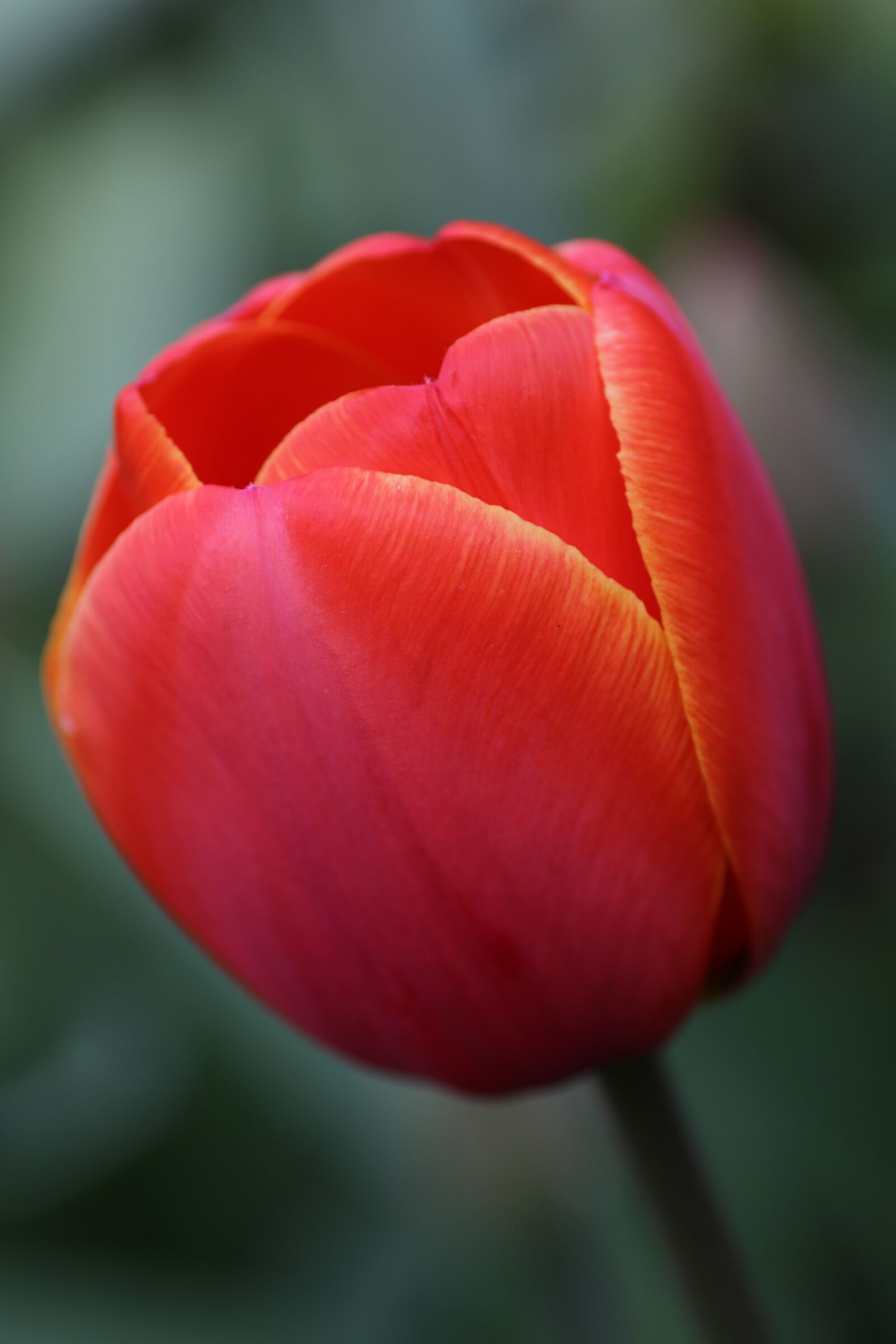 Canon EOS 80D sample photo. Tulip, red, orange photography
