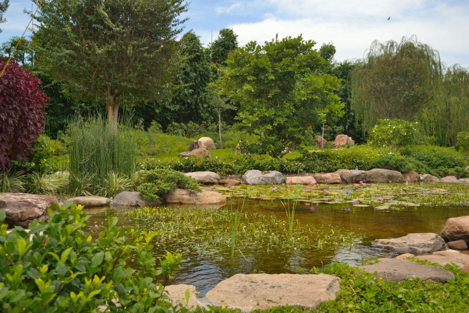 Nikon D3100 sample photo. Landscape, gardens mexico, landscaping photography