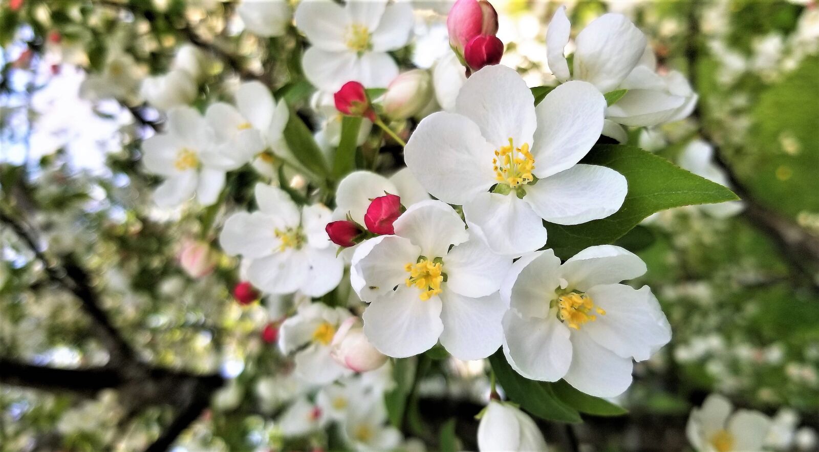 Samsung Galaxy S8 sample photo. Spring, blossoms, nature photography