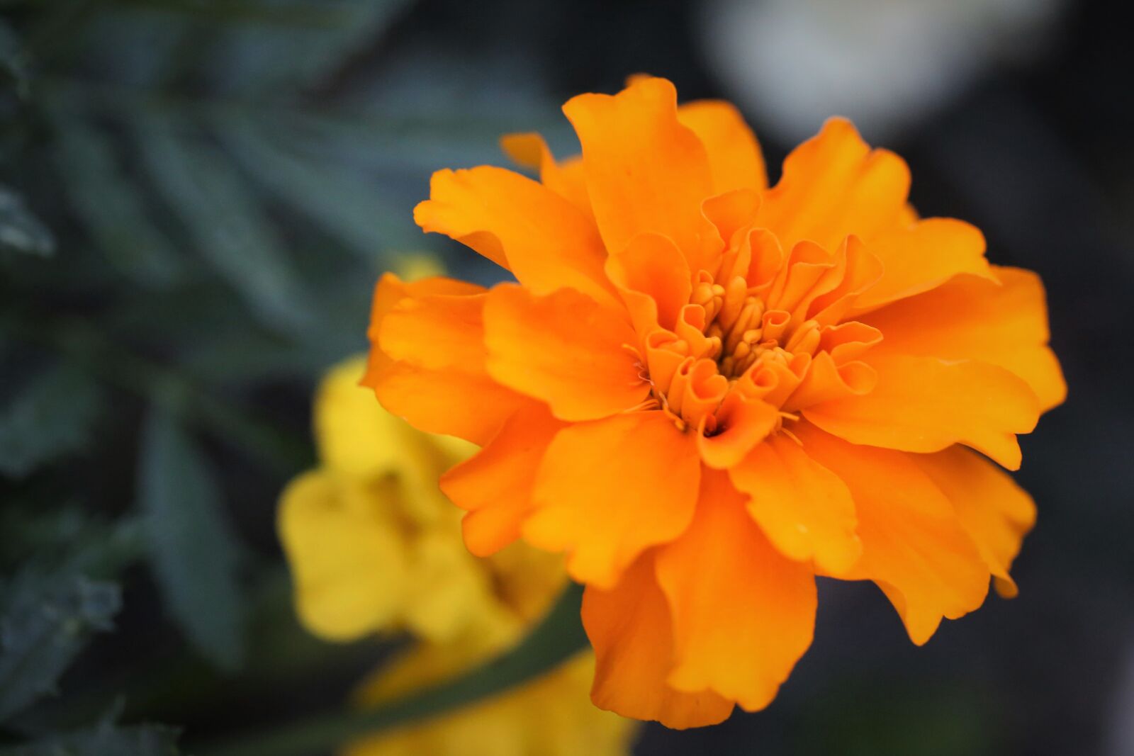 Canon EOS 6D + Canon EF 100mm F2.8 Macro USM sample photo. Tagetes, flower, orange photography