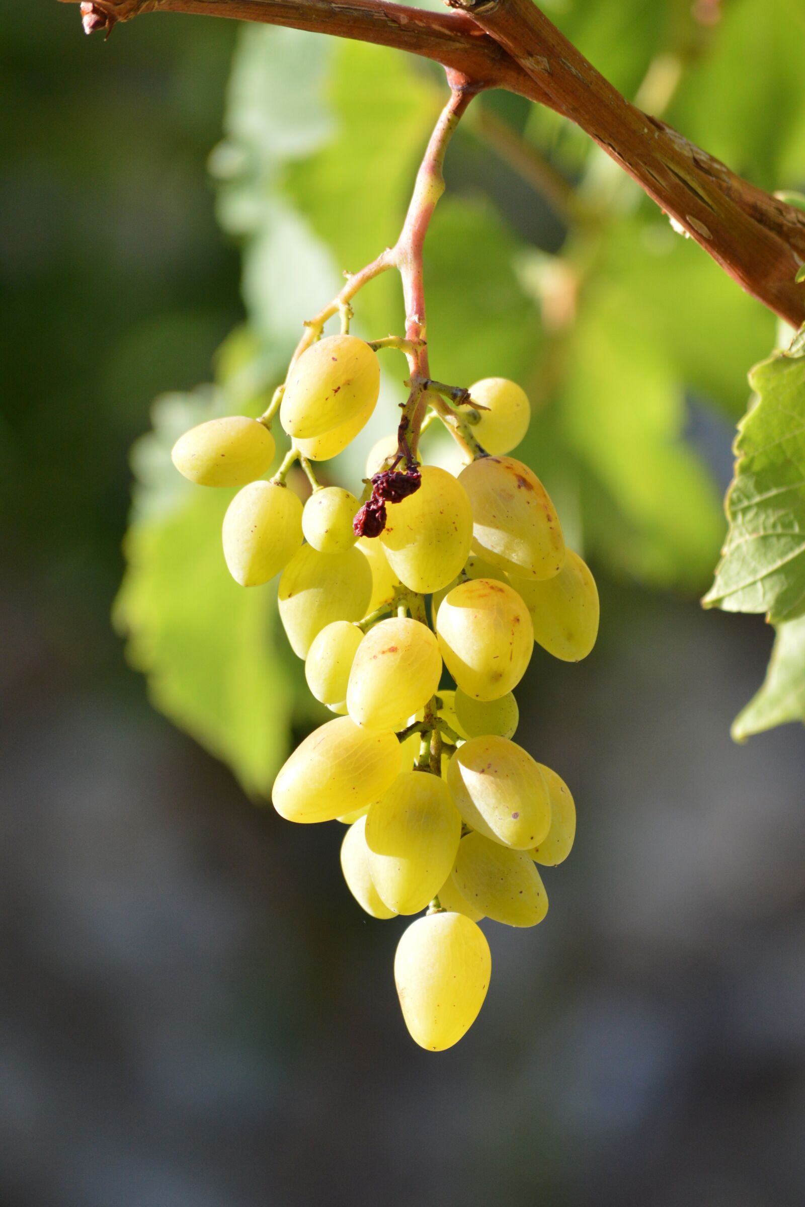 Nikon D3200 sample photo. Grapes, fruit, bunch photography