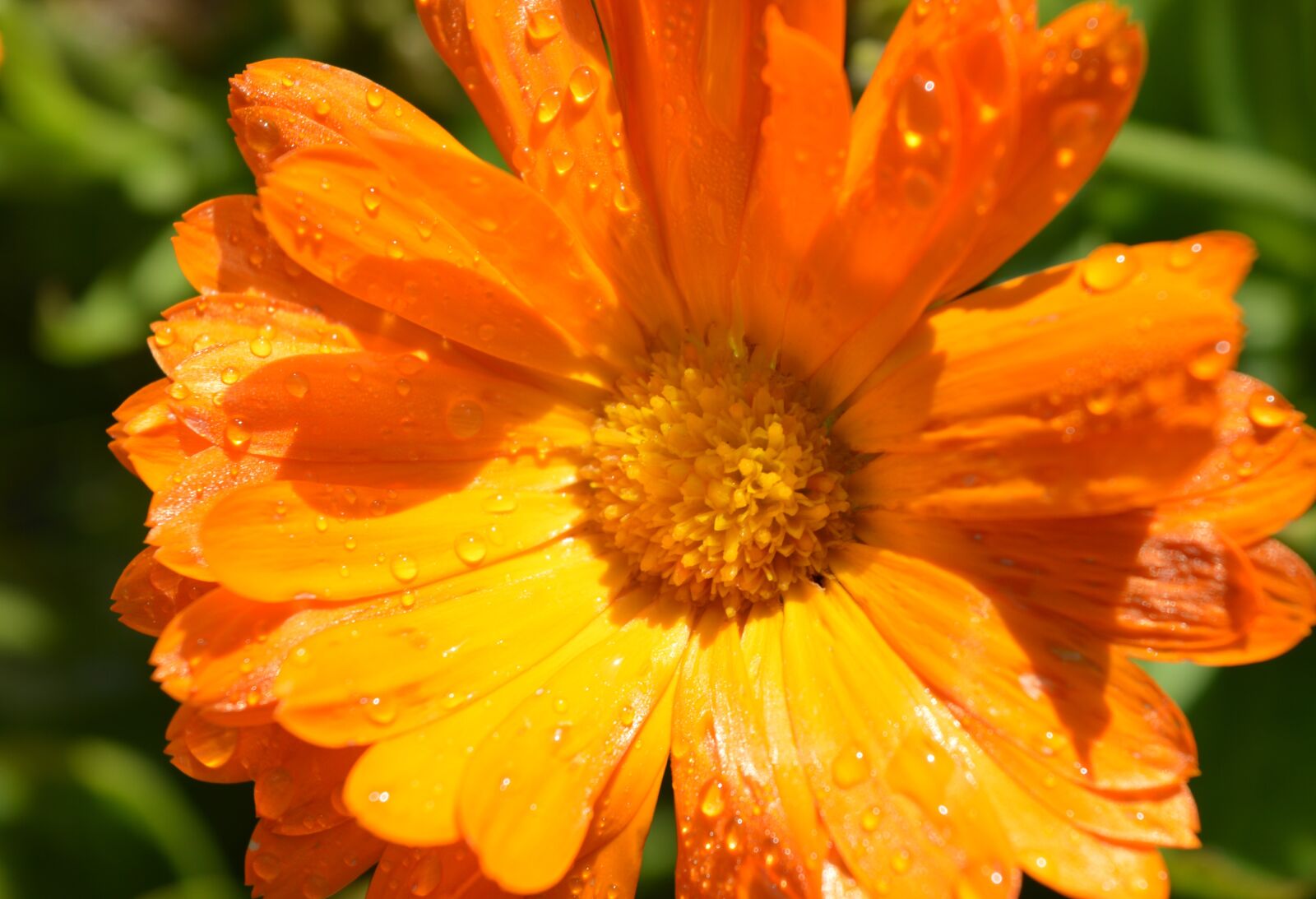 Nikon D3200 sample photo. Marigold, drops, dew photography