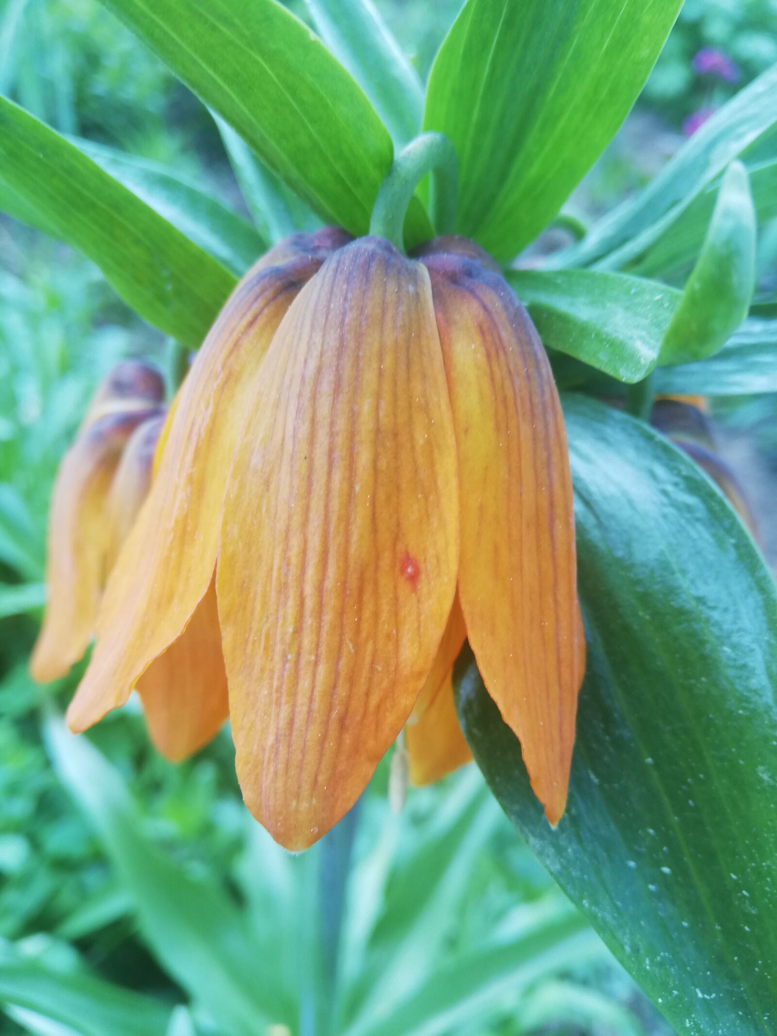 HUAWEI P20 lite sample photo. Flower, tulip, orange photography