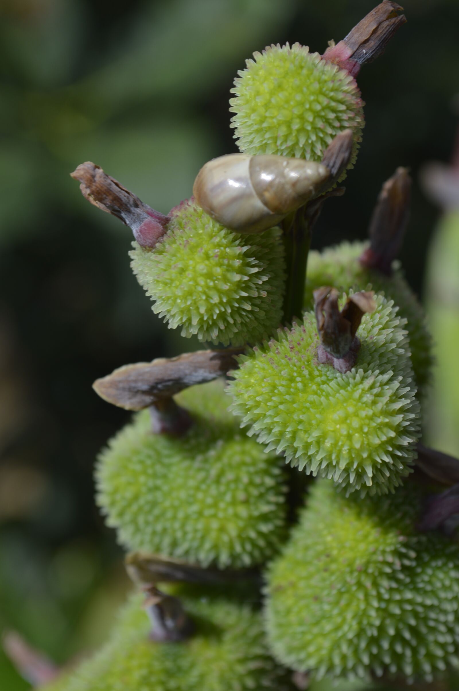 Nikon D3200 sample photo. Flowers, green, snail photography