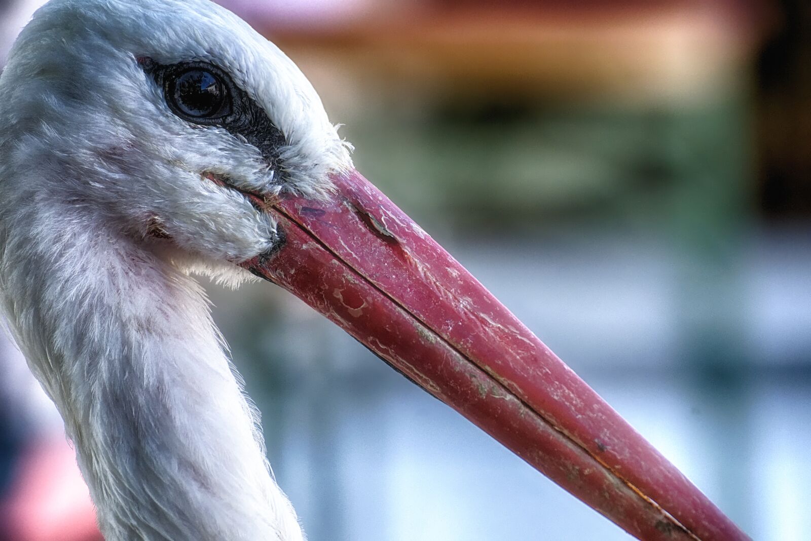 Nikon D7200 sample photo. Stork, birds, plumage photography
