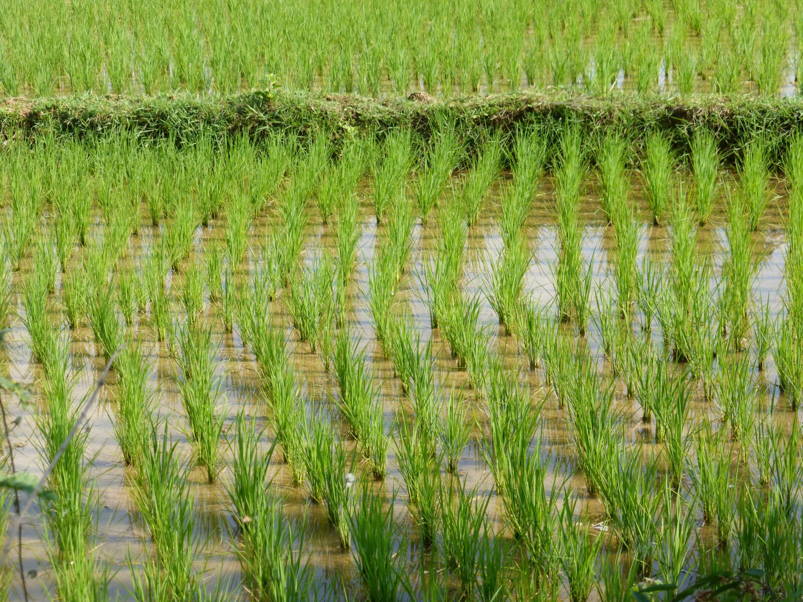 Panasonic Lumix DMC-ZS25 (Lumix DMC-TZ35) sample photo. Laos, rural landscape, rice photography