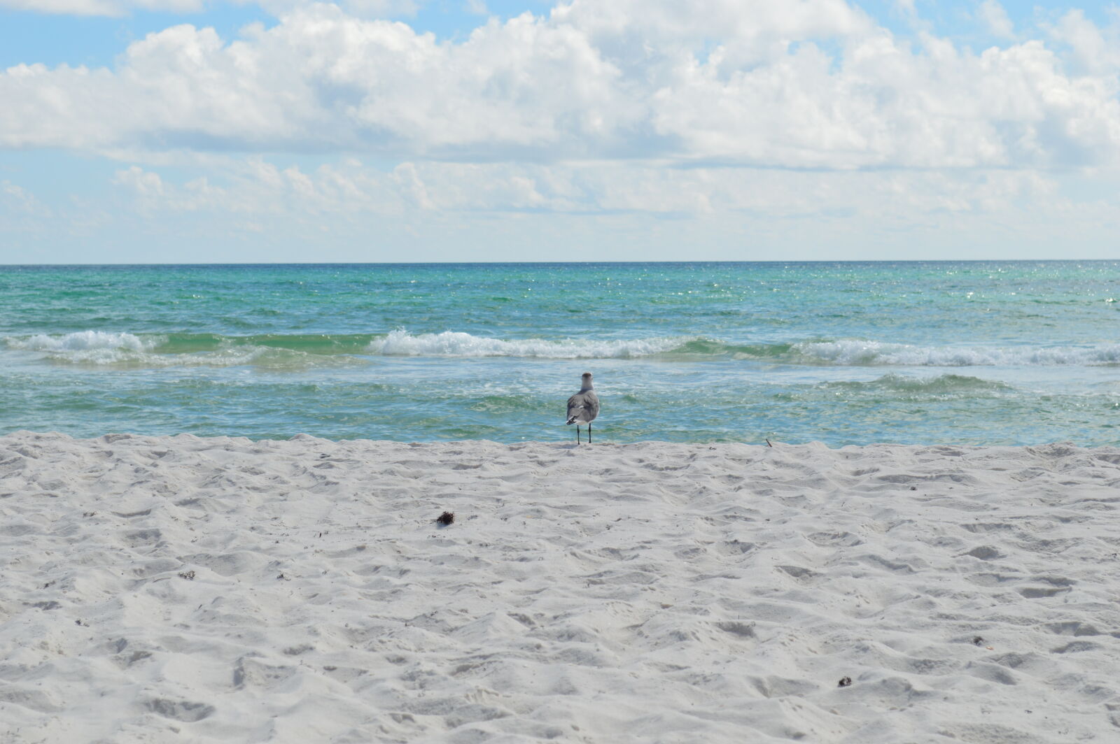 Nikon D3200 sample photo. Bird, at, the, beach photography