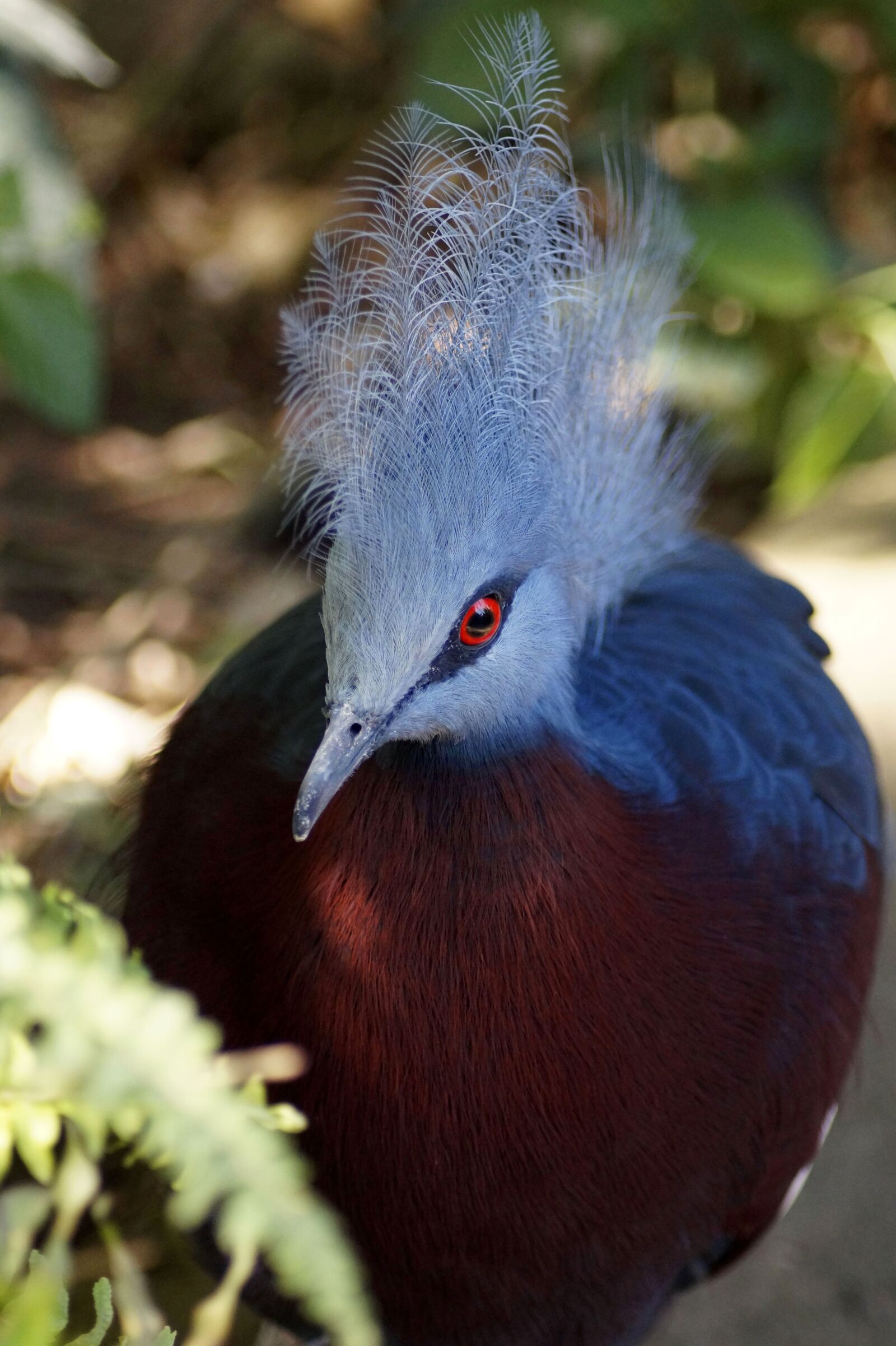 Sony SLT-A58 sample photo. Fan-deaf, bird, blue photography