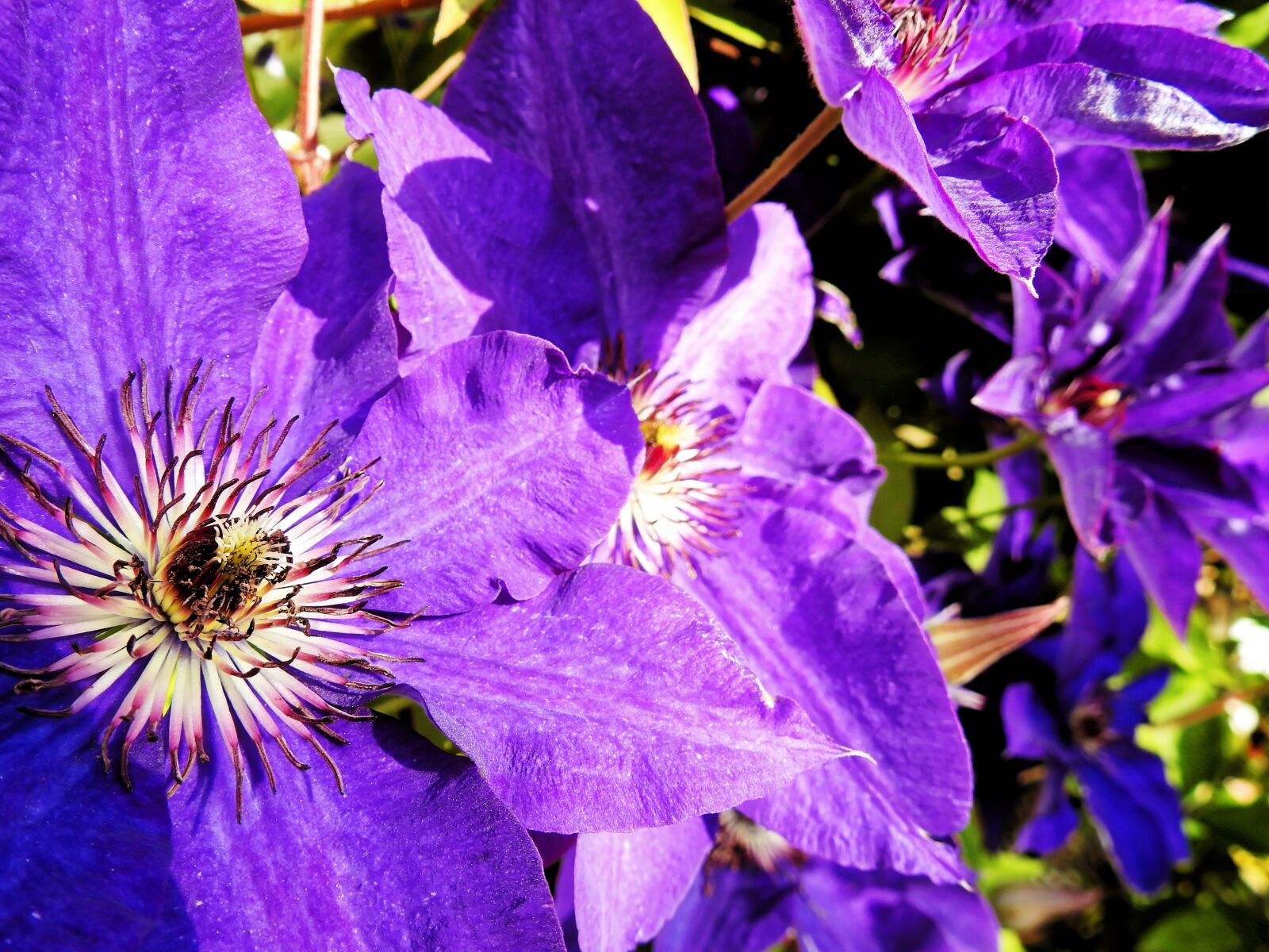 Nikon Coolpix P900 sample photo. Clematis, flower, blossom photography