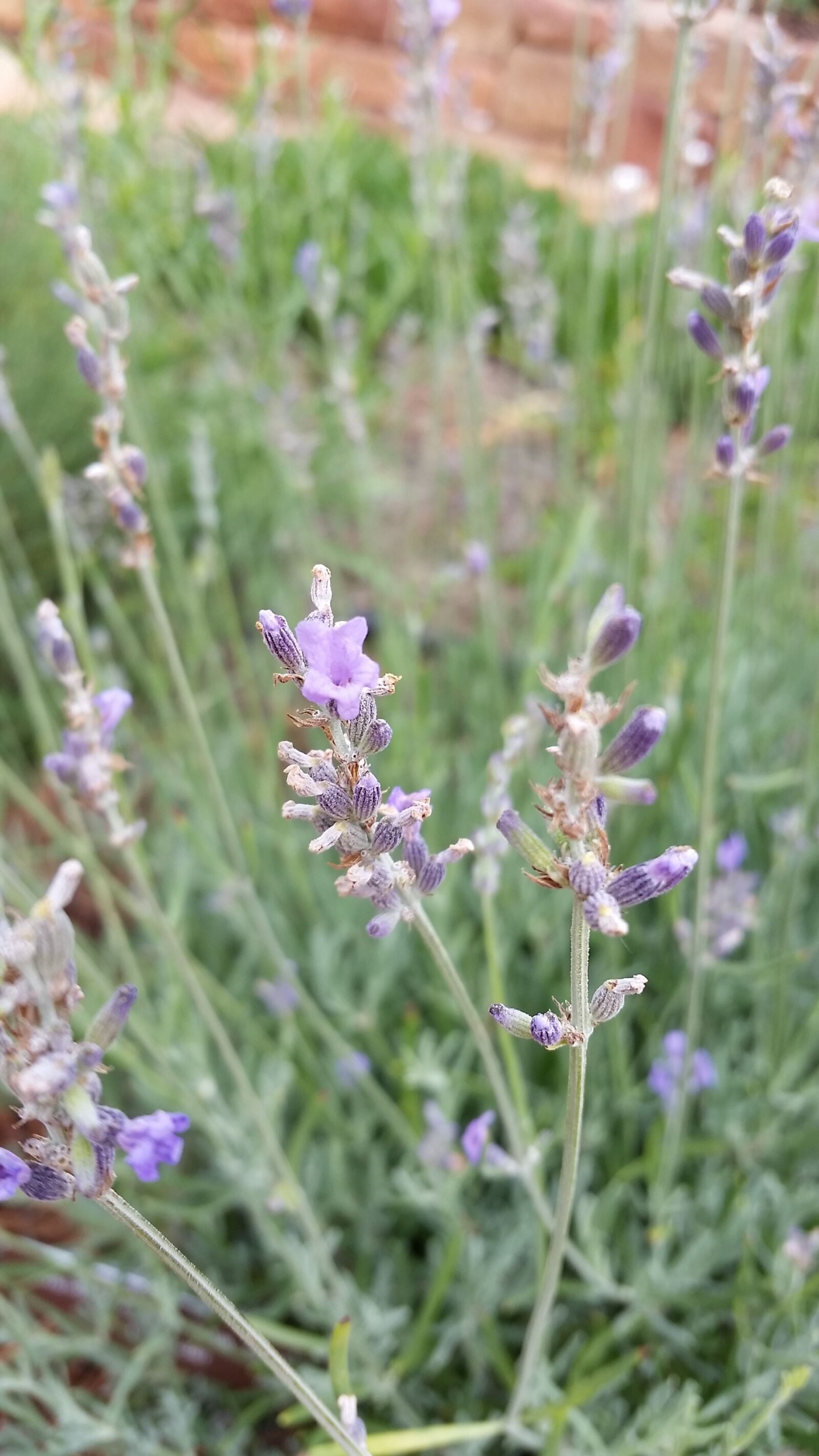 Samsung Galaxy S5 sample photo. Lavender, flower, purple photography