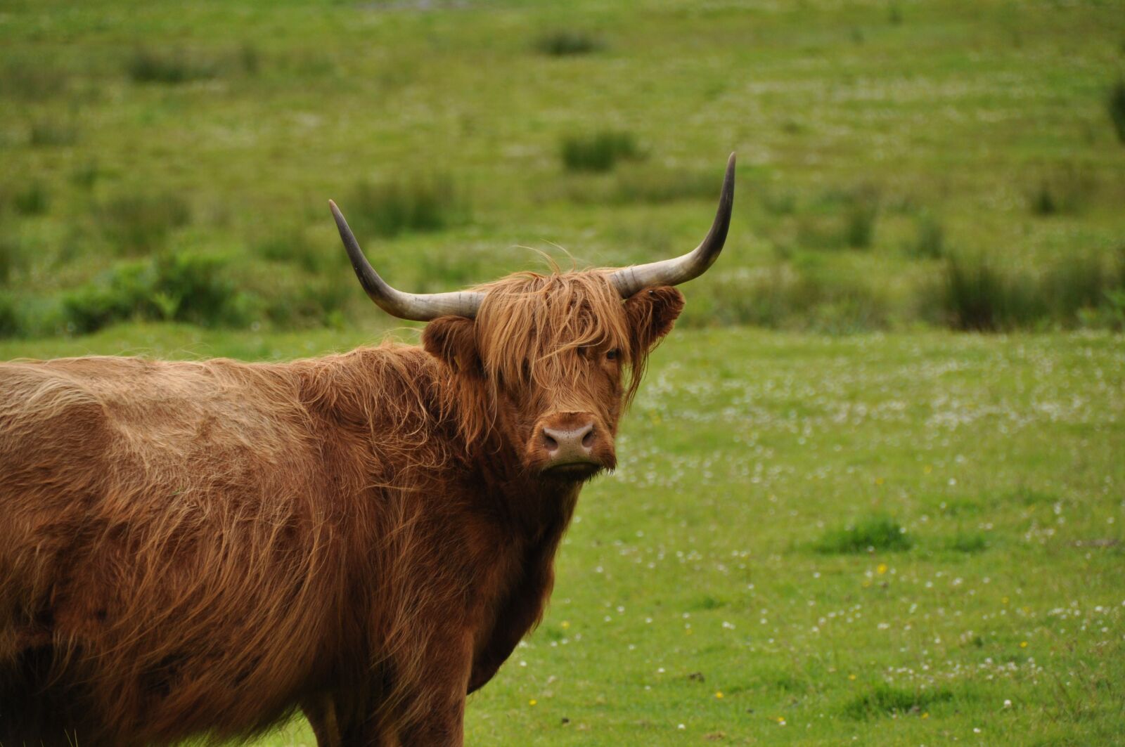Nikon D5000 sample photo. Highlander, cow, scotland photography