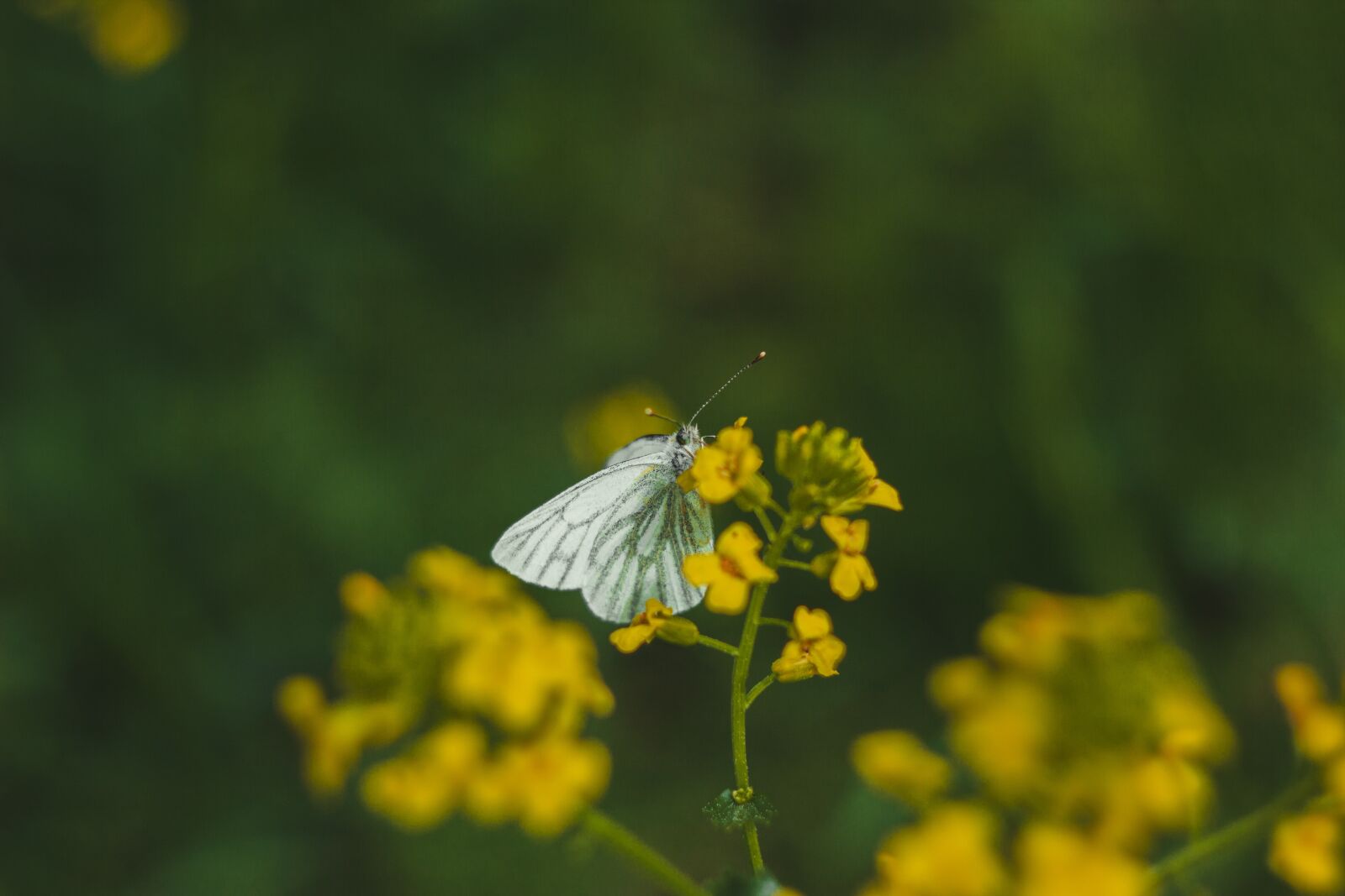 Canon EOS 550D (EOS Rebel T2i / EOS Kiss X4) sample photo. Butterfly, white, grass photography