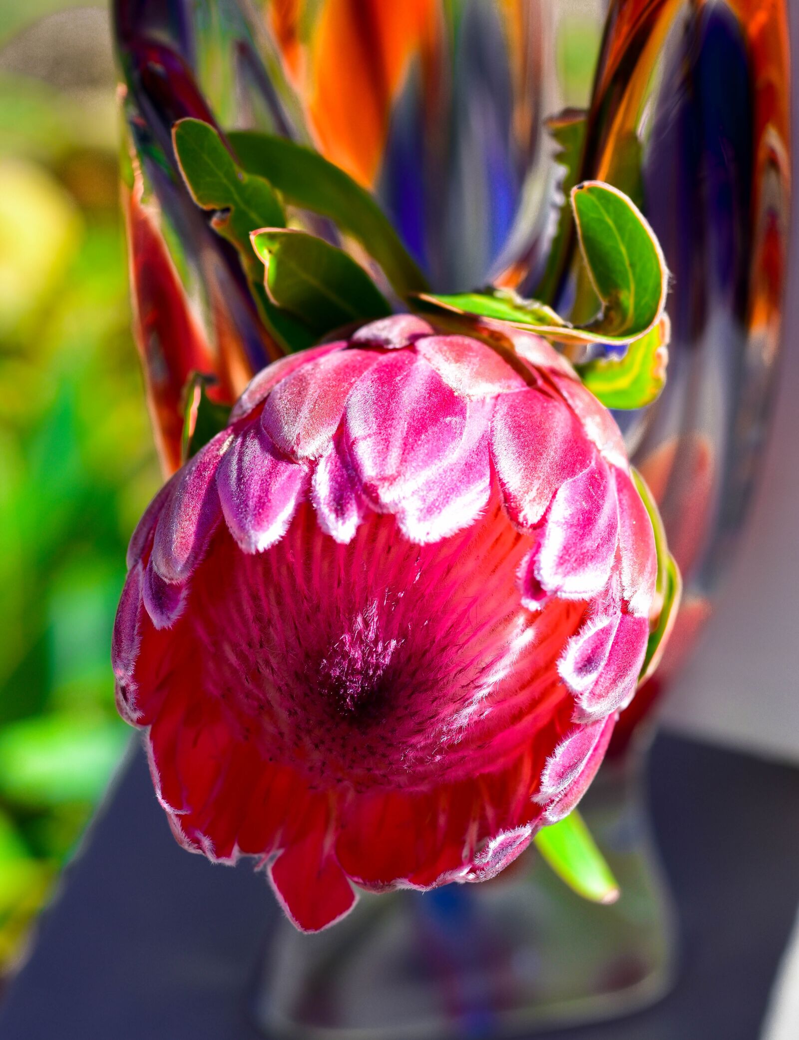 Nikon D5500 sample photo. Protea, flower, vase photography