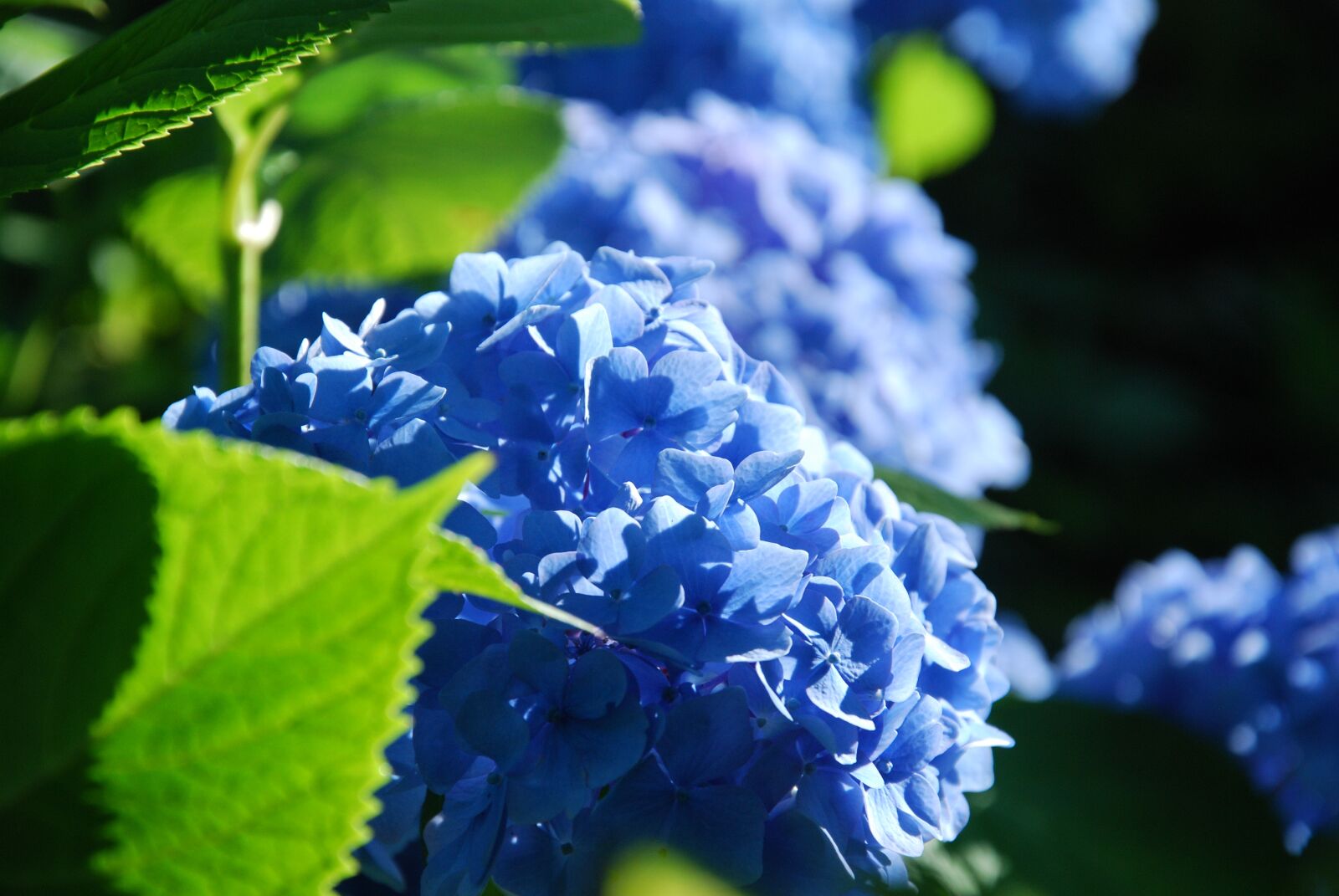 Nikon D80 sample photo. Rhododendron, summer, morning photography