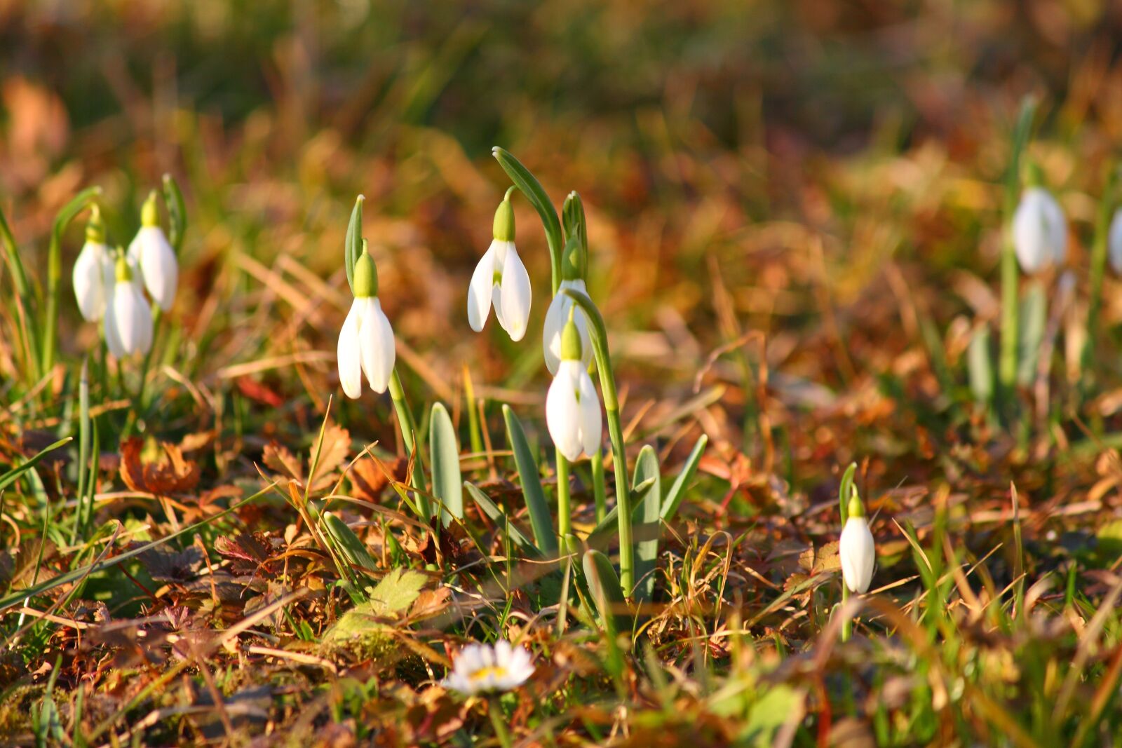 Canon EOS 50D sample photo. Flowers, snowdrops, spring photography