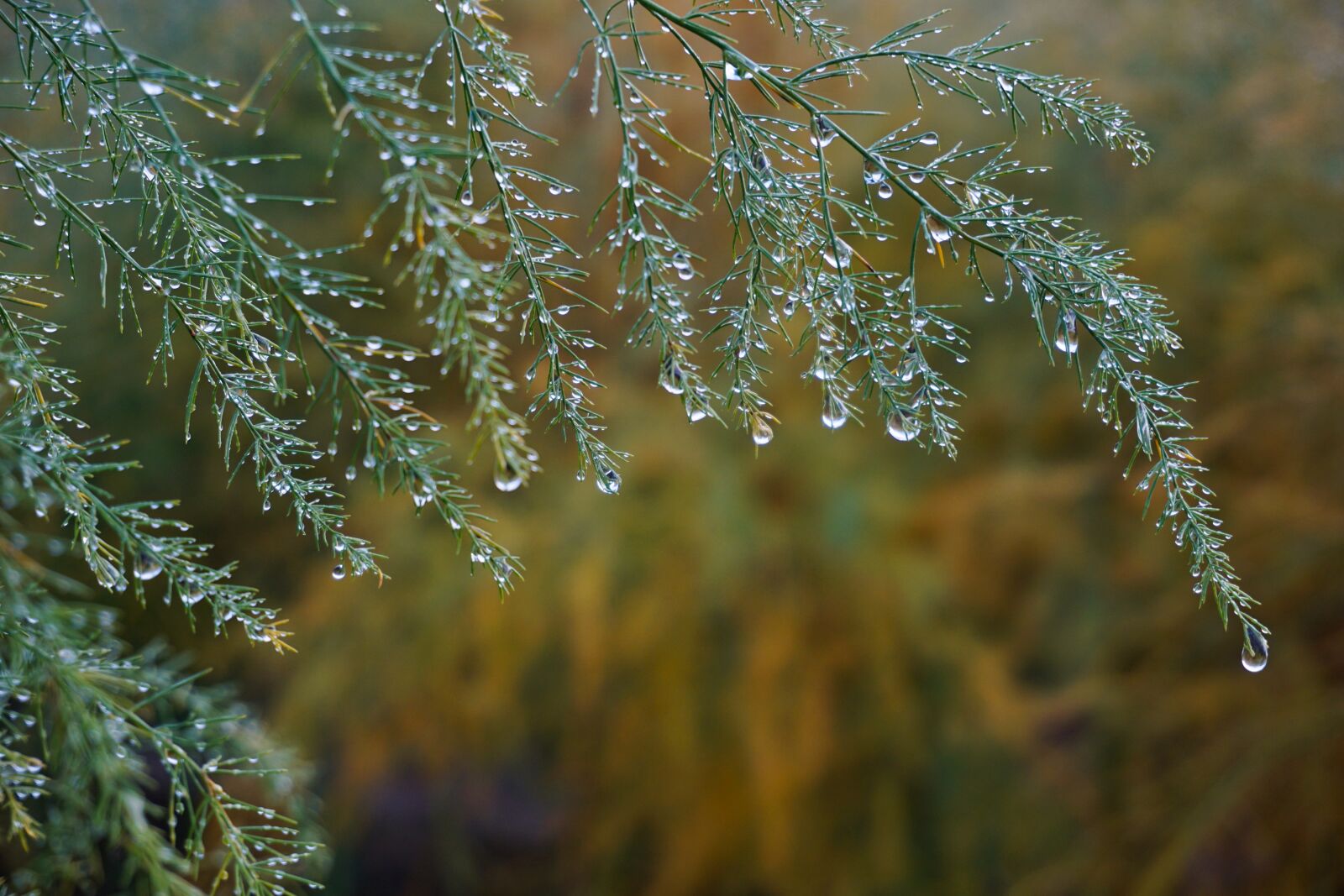 Sony E 16-50mm F3.5-5.6 PZ OSS sample photo. Rain, field, wet photography