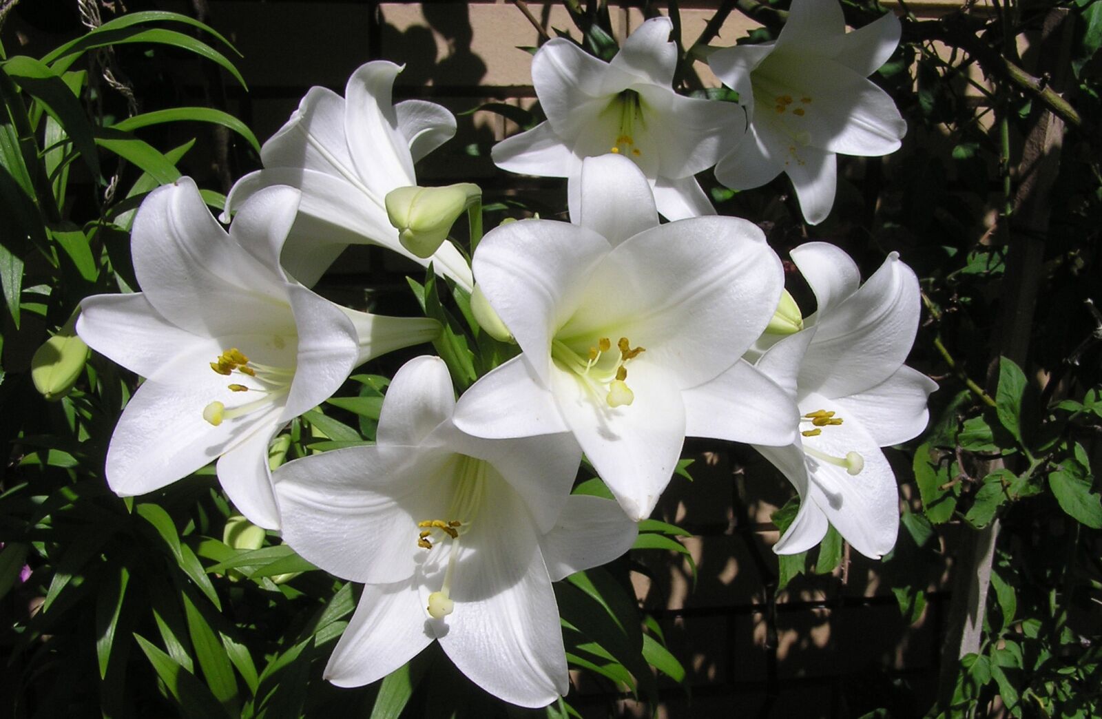 Olympus C750UZ sample photo. White, summer, lilies photography