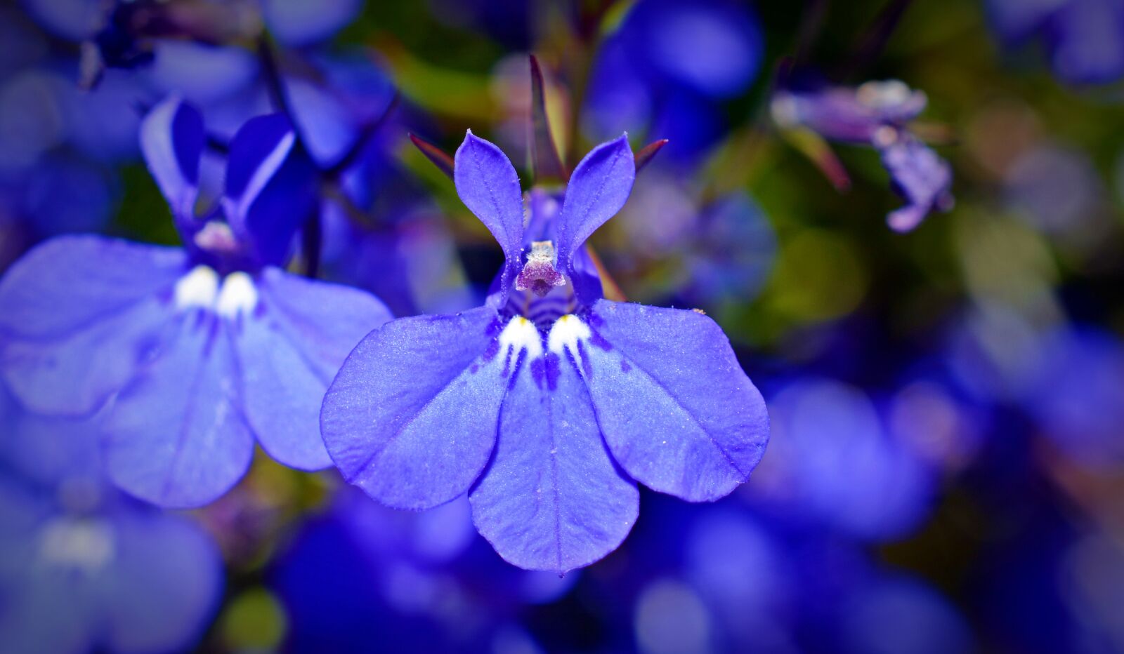 Nikon D5200 sample photo. Praise lien, bell flower photography