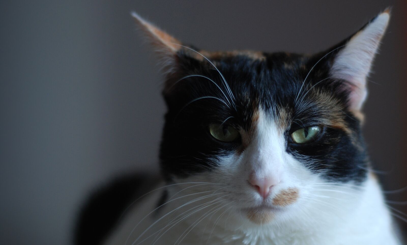 Nikon D80 sample photo. Cats, chill cats, cute photography