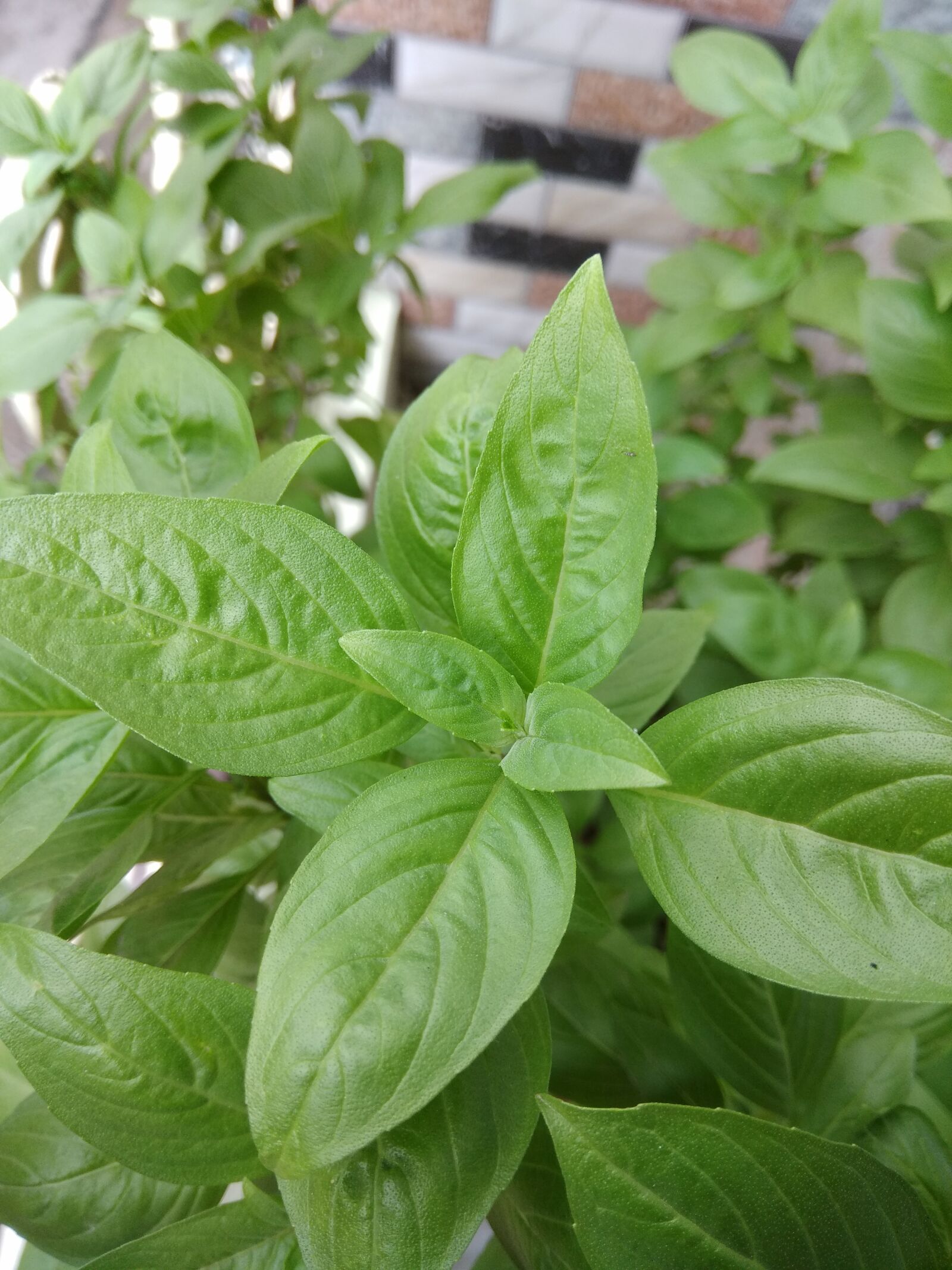 Xiaomi Redmi Note 4 sample photo. Indoor plants, indoor plant photography