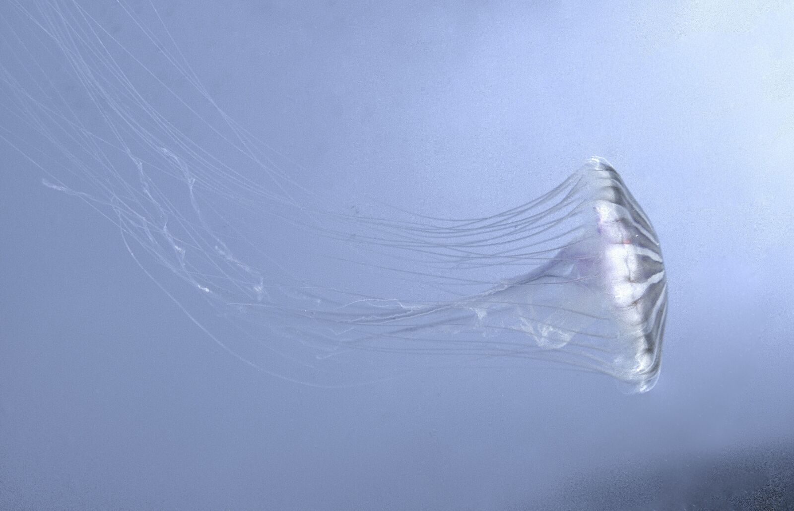Nikon D90 sample photo. Jellyfish, sea, blue photography