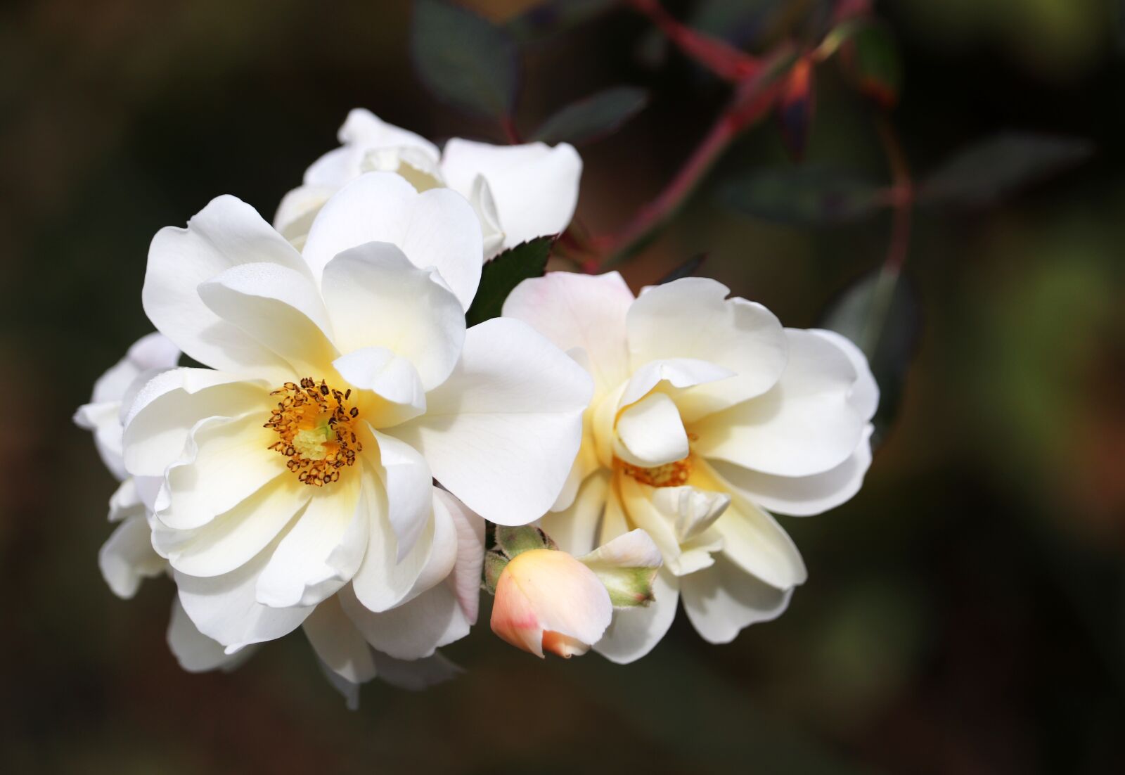 Canon EF-S 55-250mm F4-5.6 IS STM sample photo. Rose, flower, white photography