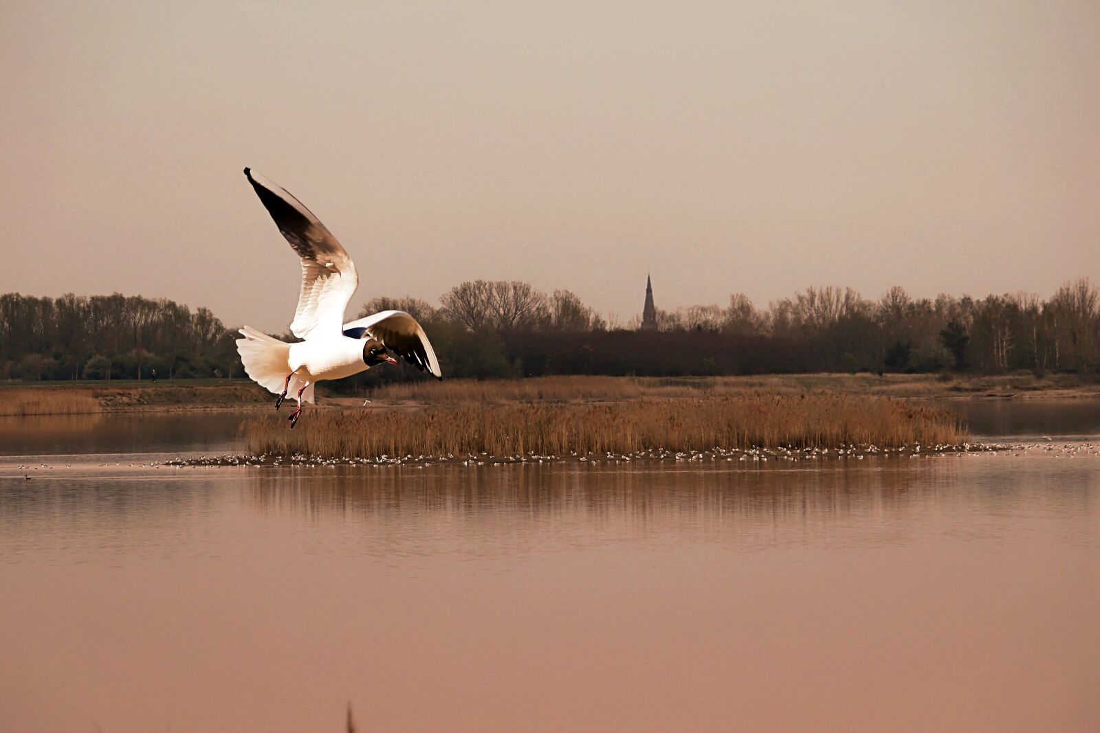 Canon EOS 600D (Rebel EOS T3i / EOS Kiss X5) sample photo. Seagull, flies, dusk photography