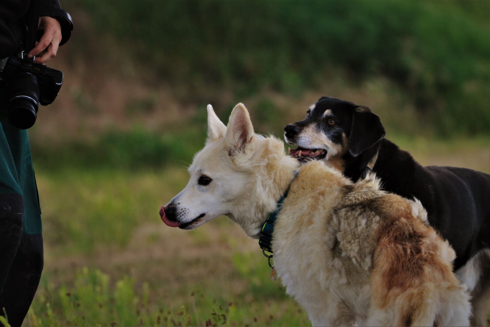 Canon EOS 7D + Tamron SP 150-600mm F5-6.3 Di VC USD sample photo. Best friends, old, dogs photography