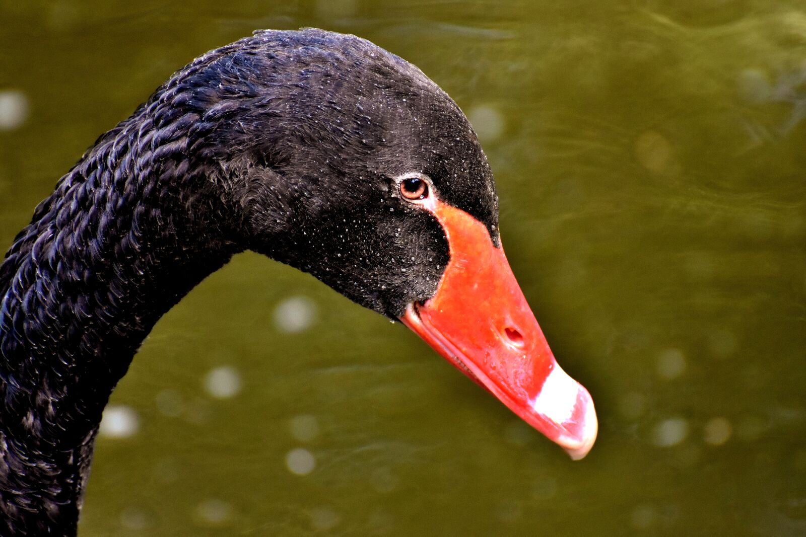 Nikon D7200 sample photo. Swan, black, water bird photography