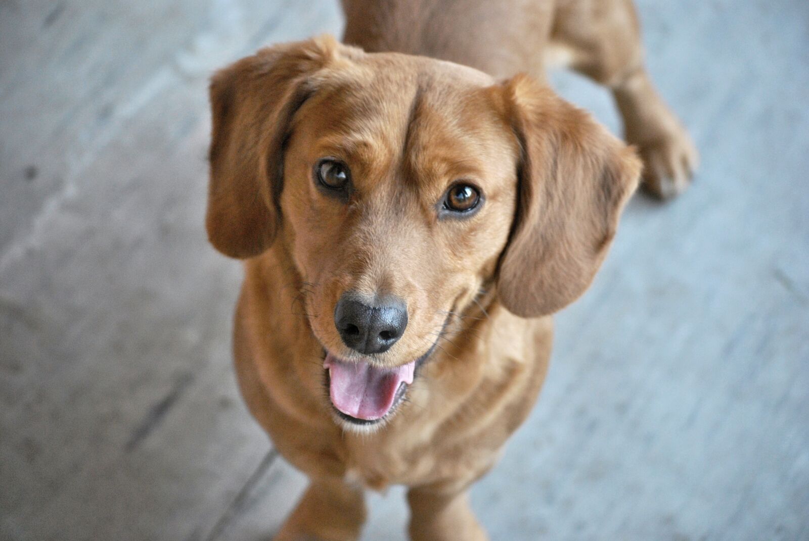 Nikon D3000 sample photo. Dog, brown, smile photography