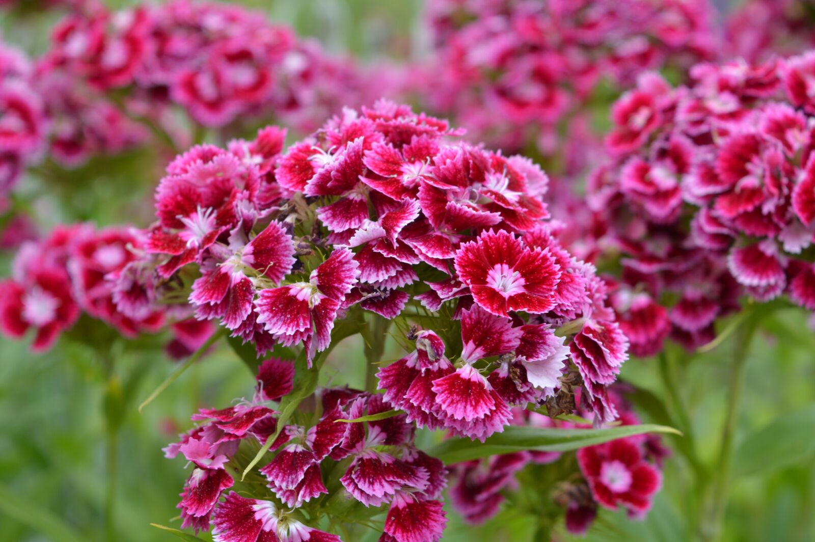 Nikon D3200 sample photo. Polish flowers, garden, nature photography