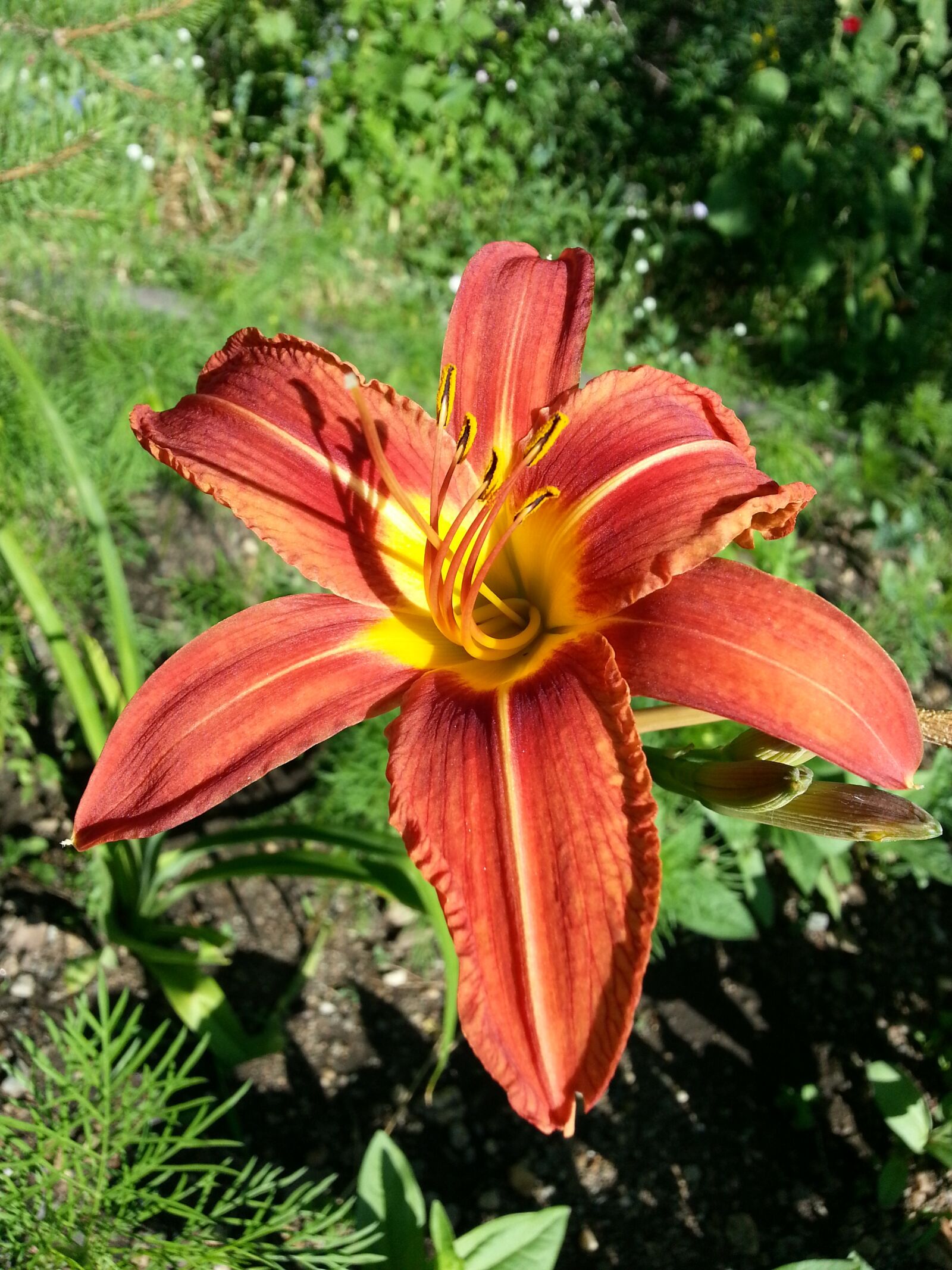 Samsung Galaxy S3 sample photo. Flowers, lily, day-lily photography