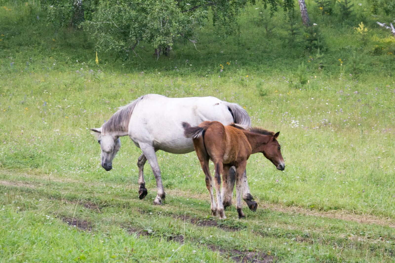 Nikon D5200 sample photo. Summer, horses, foal photography