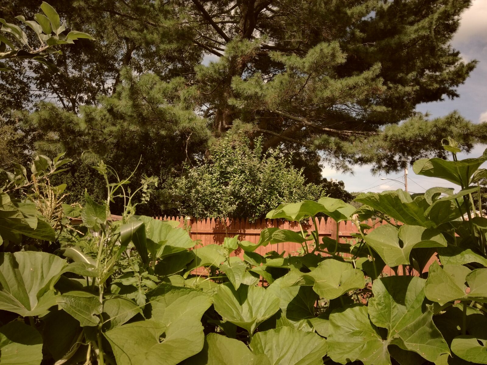 JK KODAK PIXPRO C1 sample photo