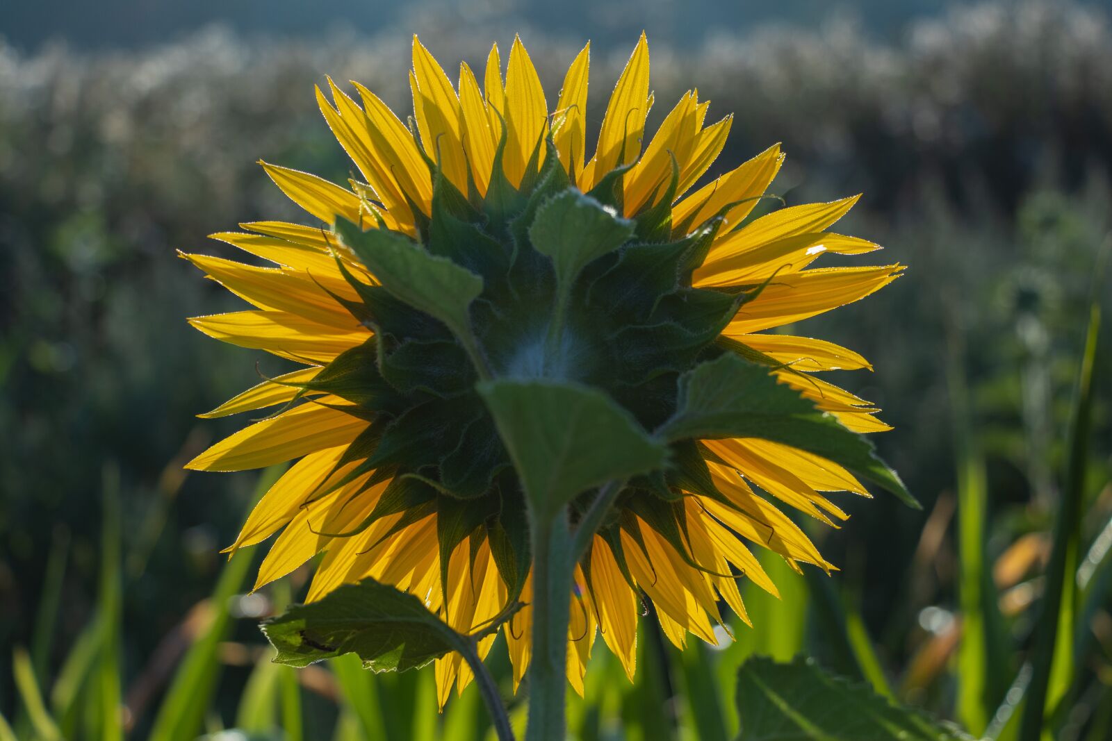 Canon EF-S 18-135mm F3.5-5.6 IS USM sample photo. Sunflower, flower, yellow photography