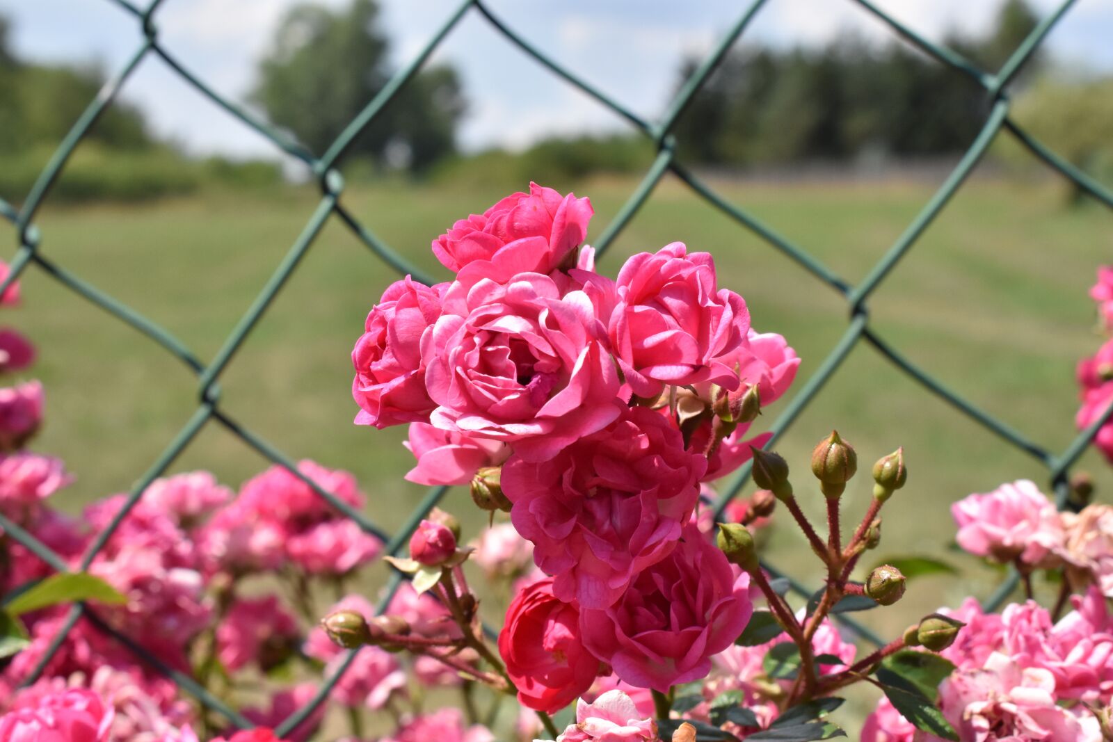 Nikon D3400 sample photo. Flower, pink, fence photography