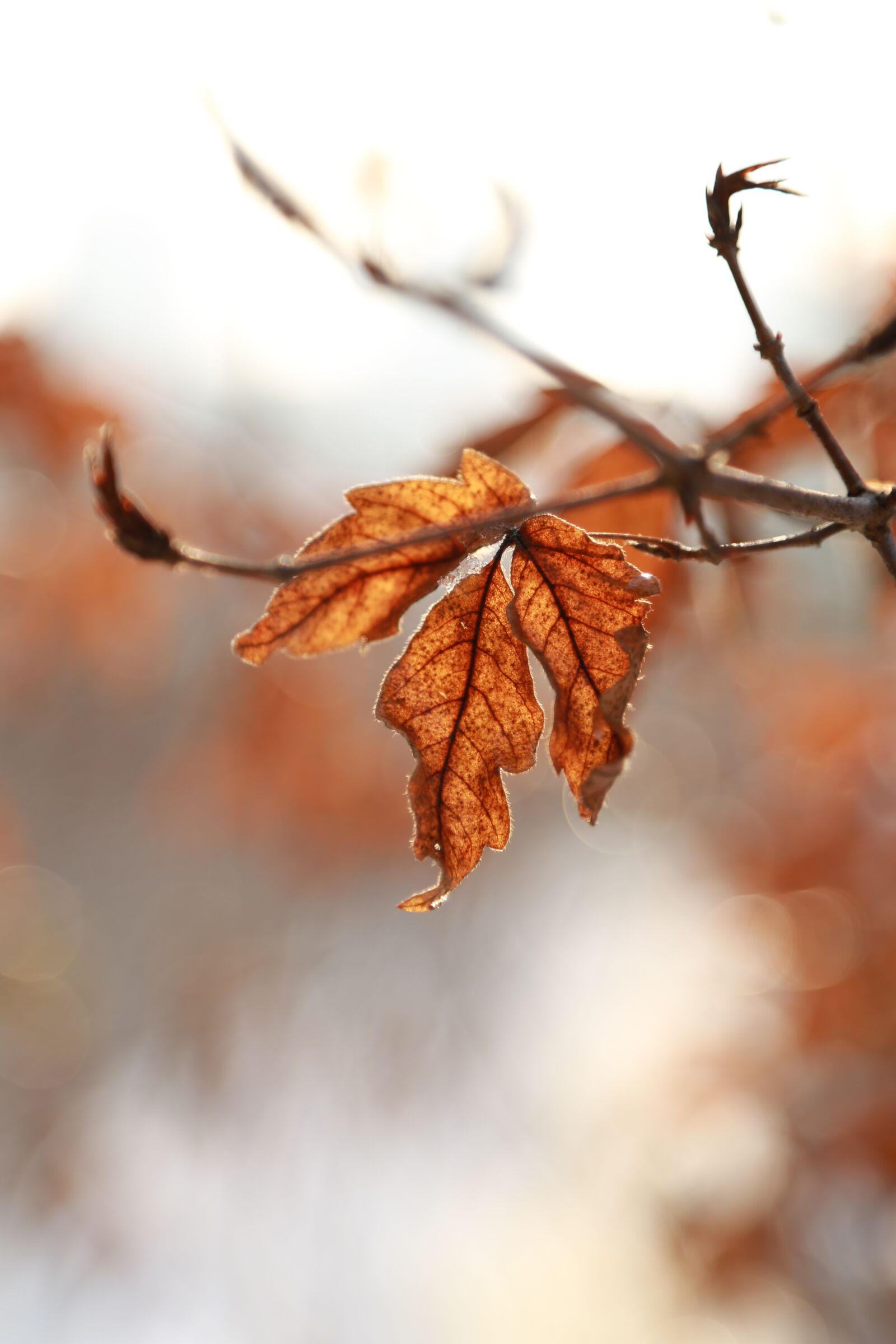 Canon EOS 6D + Canon EF 24-105mm F4L IS USM sample photo. Leaves, leaf, autumn photography