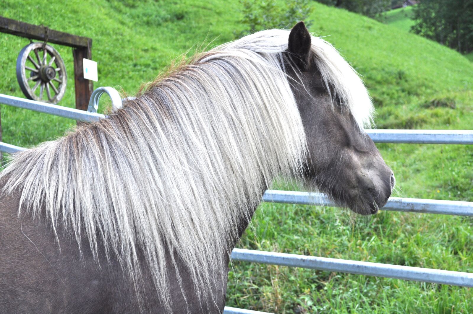 Nikon D5000 sample photo. Icelanders, wind colors, pony photography