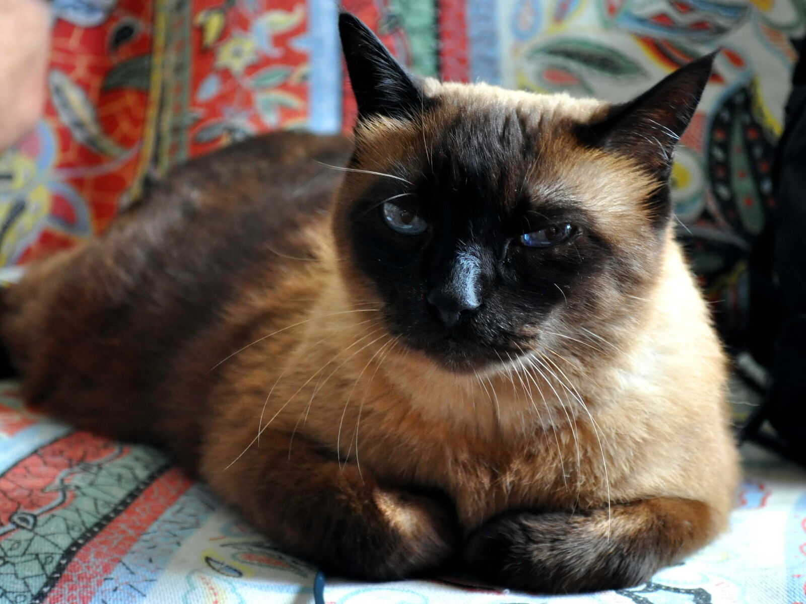 Nikon D5000 sample photo. Domestic cat, pet photography