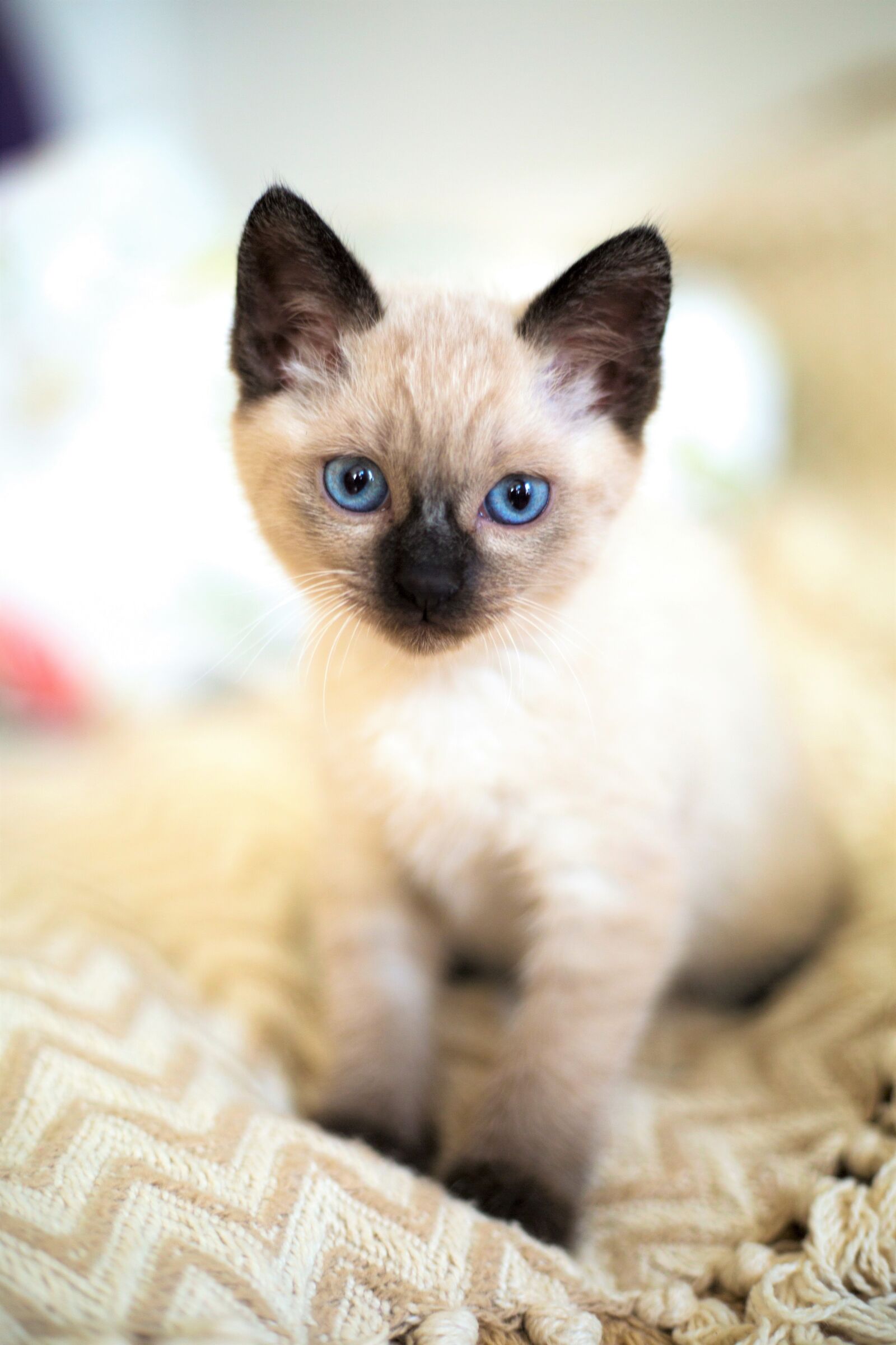 Canon EOS 5D Mark III sample photo. Cute, animals, little photography