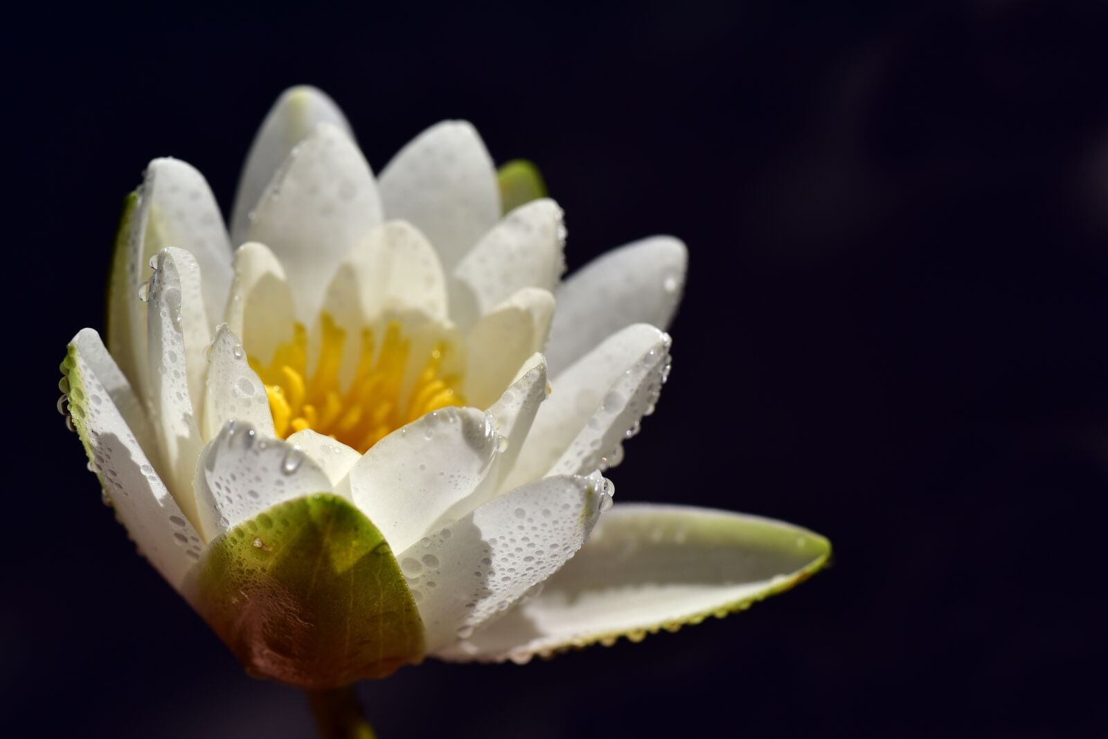 Nikon D750 sample photo. Water lily, white, nature photography
