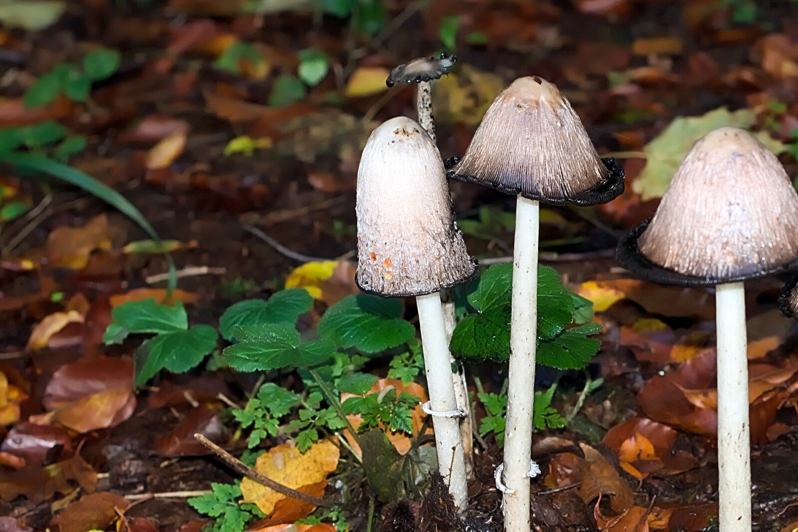 Nikon D3300 sample photo. Autumn, mushrooms, forest photography