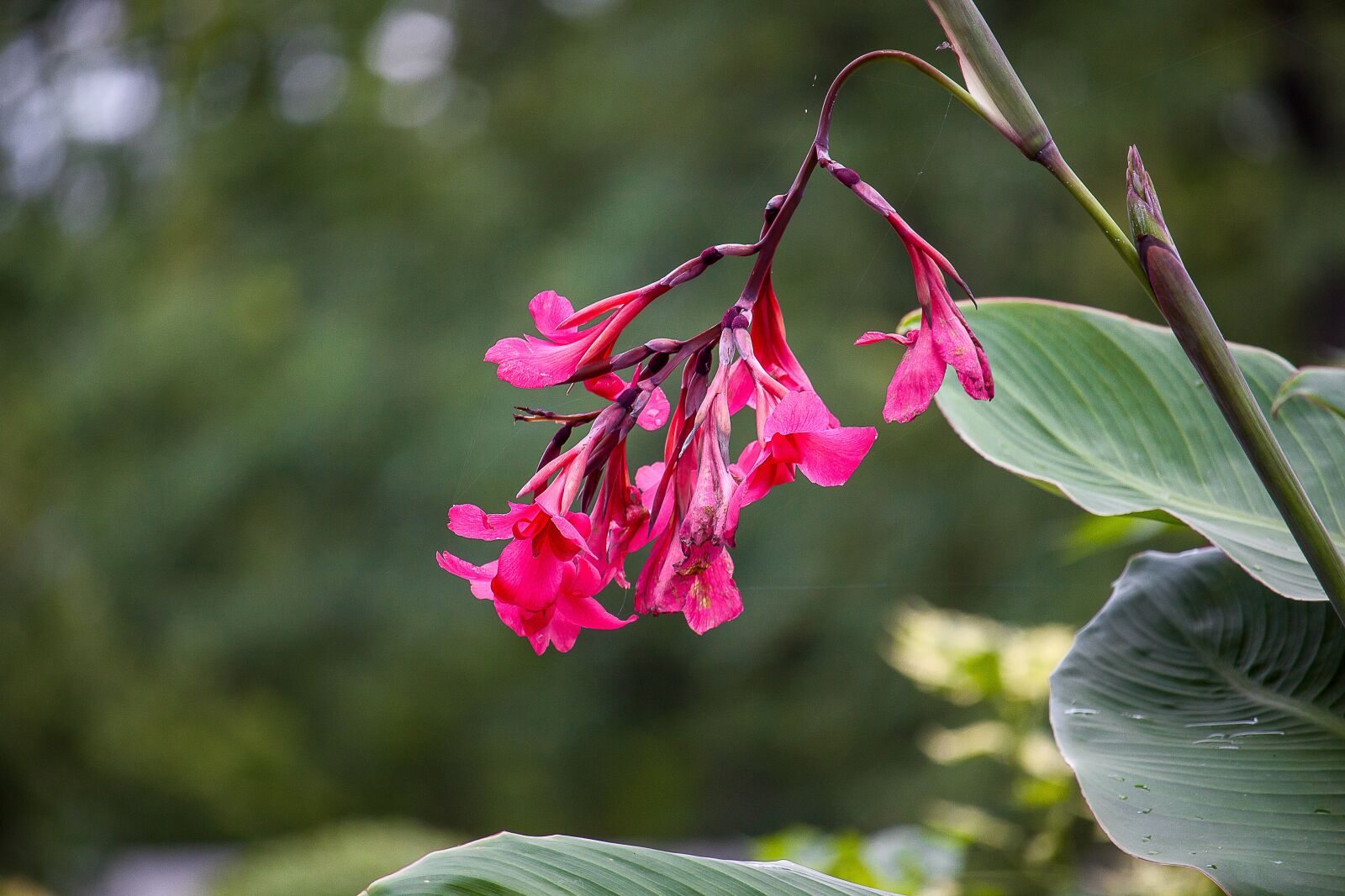 Canon EOS 50D sample photo. Flower, plant, red flower photography