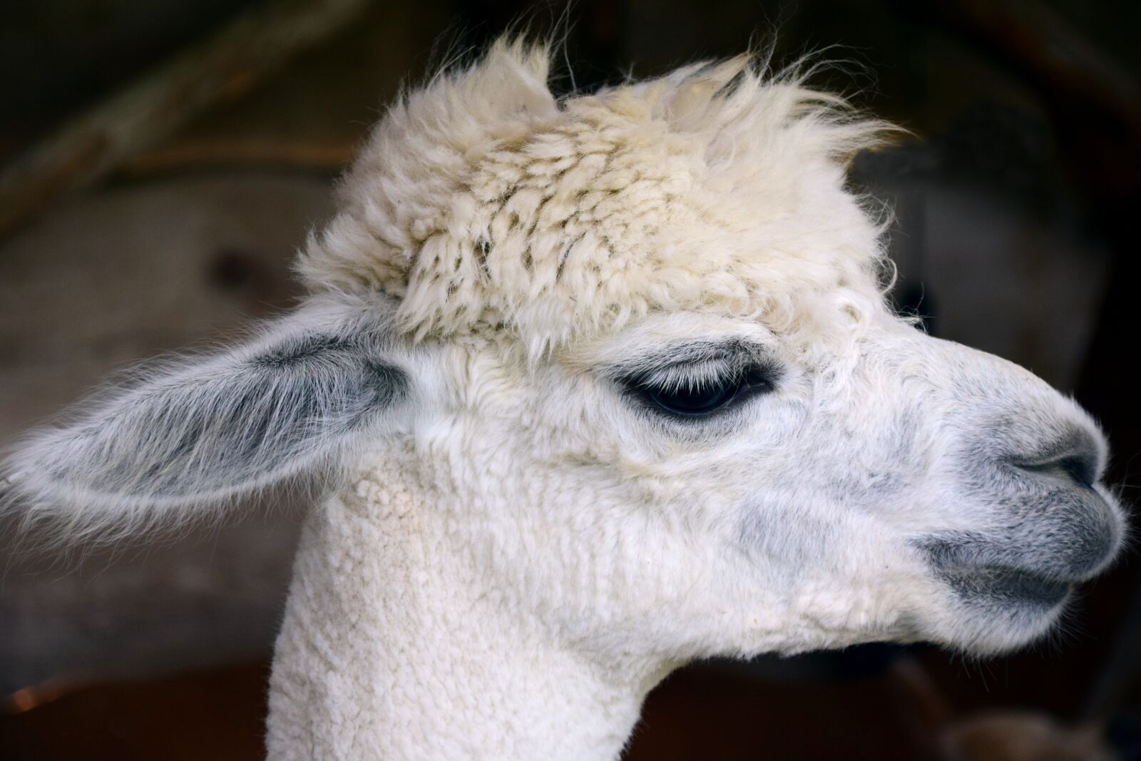 Nikon D3300 sample photo. Alpaca, head, animal photography