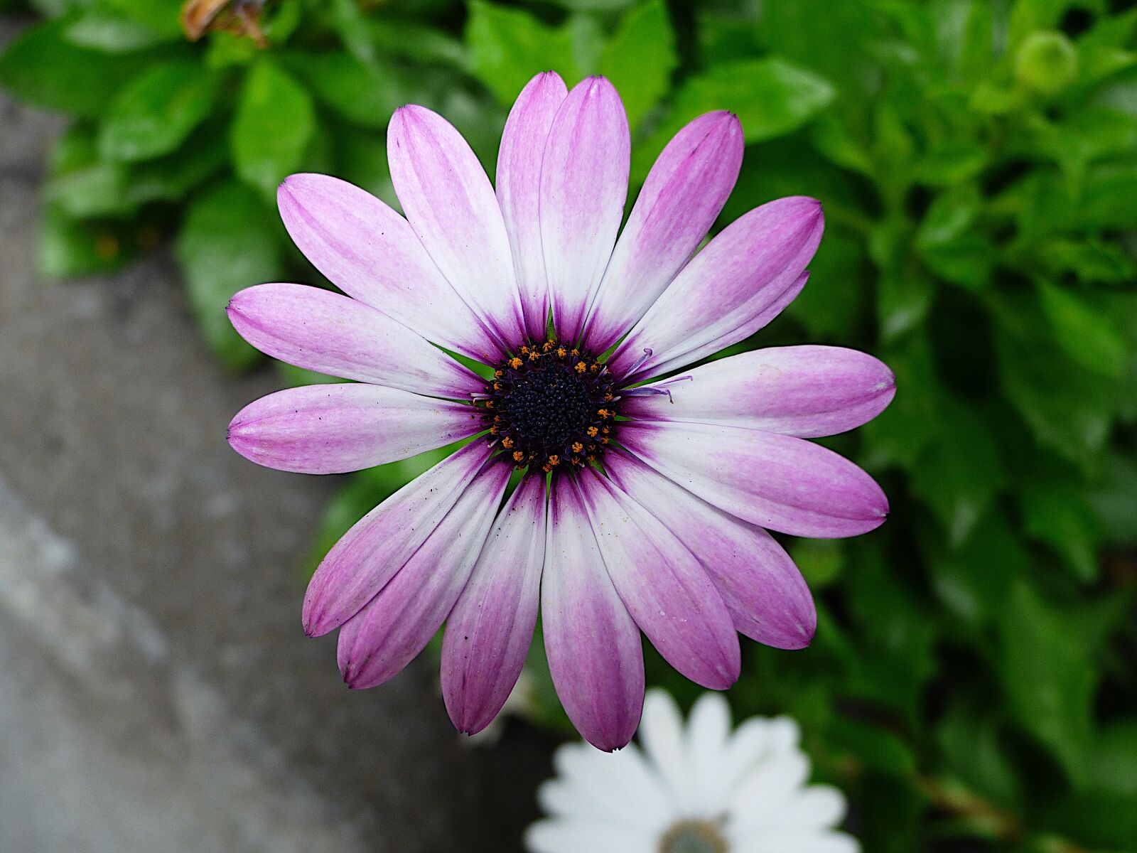 Panasonic Lumix DMC-FZ200 sample photo. Nature, flower, summer photography
