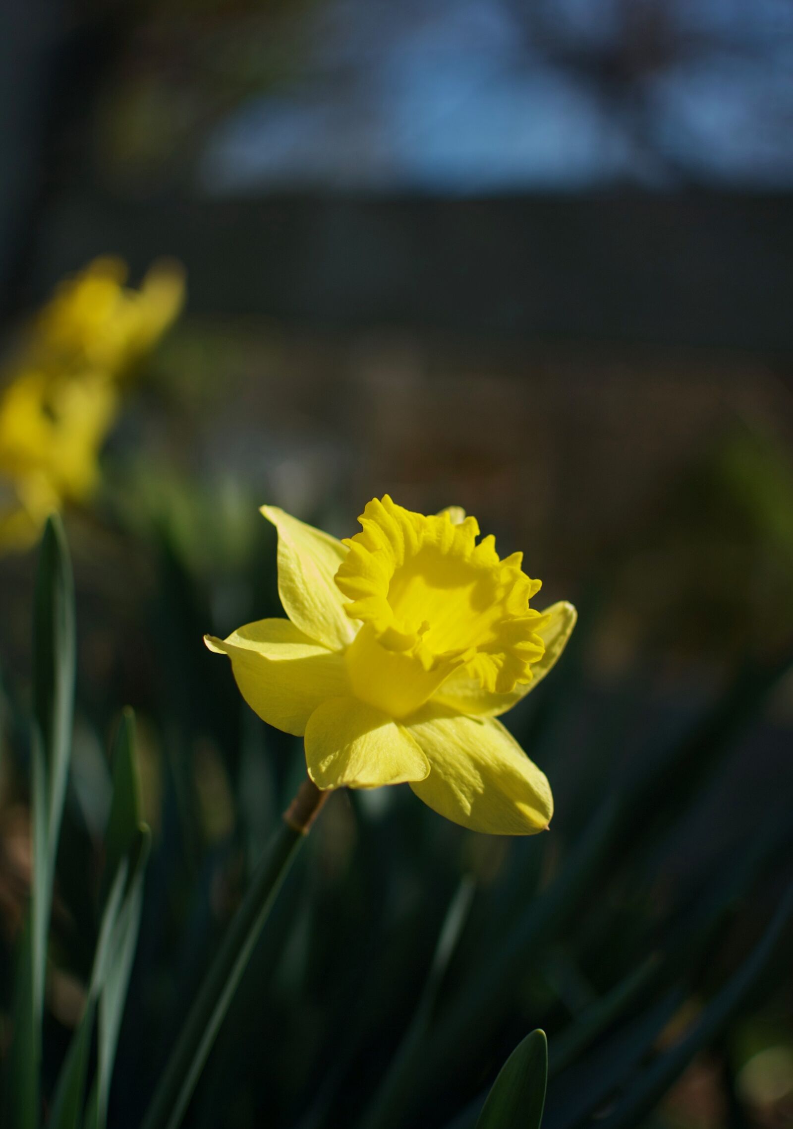 Nikon D80 sample photo. Easter, spring, daffodil photography