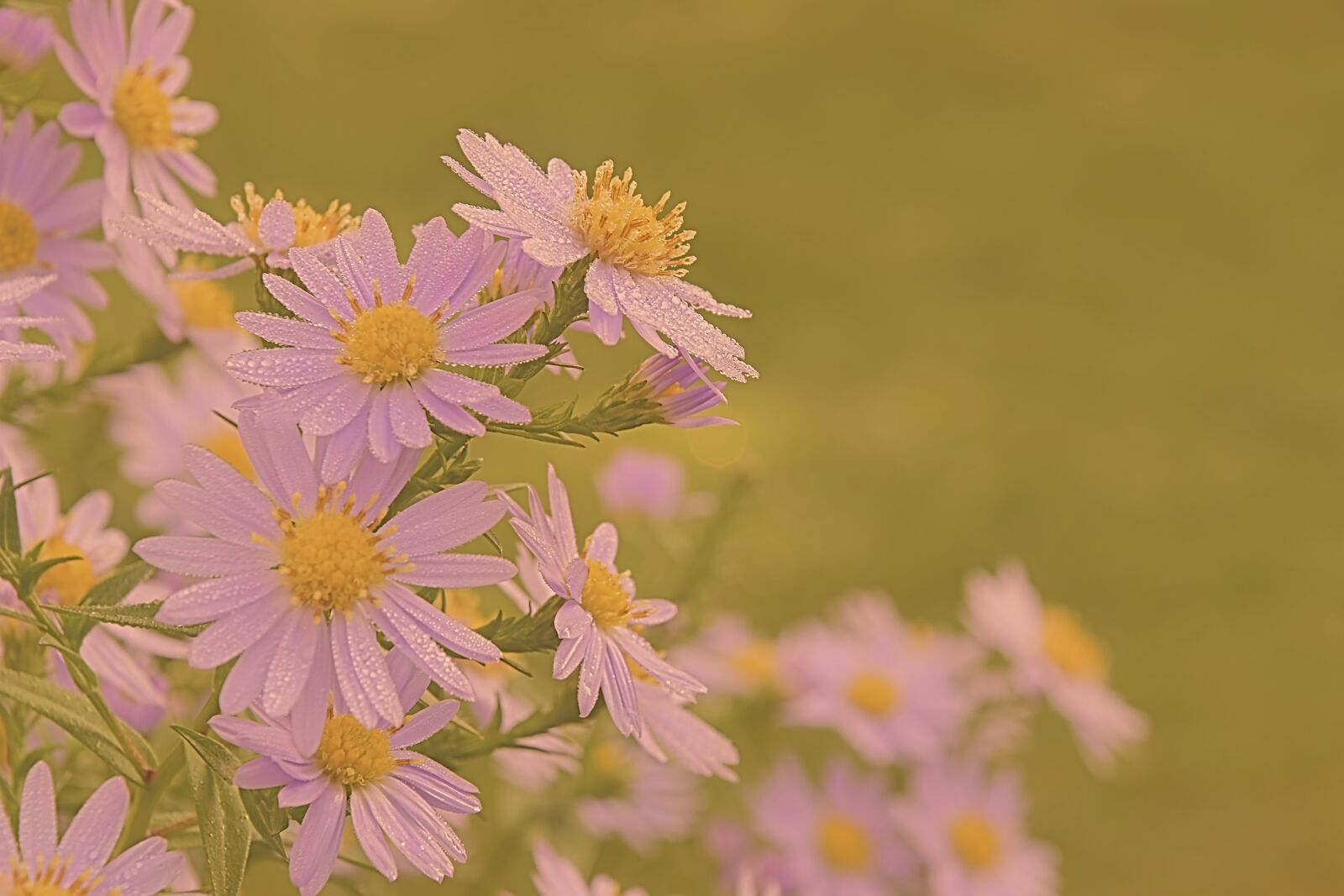 Nikon D5600 sample photo. Herbstastern, asters, flowers photography