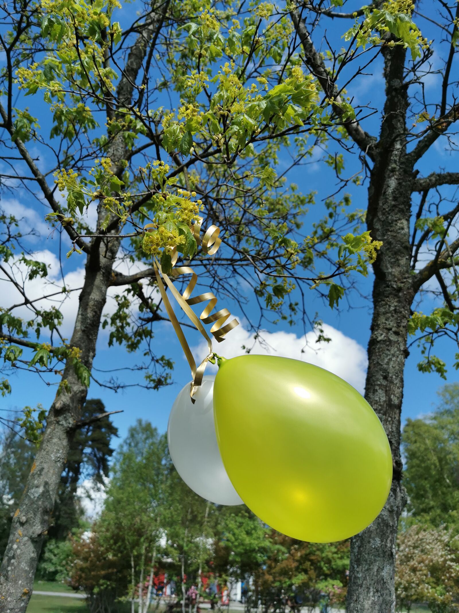 HUAWEI P30 Pro sample photo. Balloon, tree, spring photography
