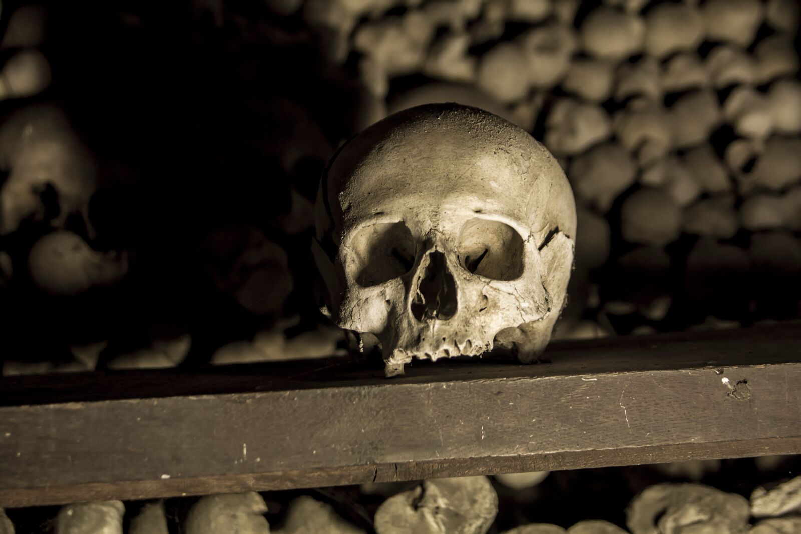 Canon EOS 60D sample photo. Skull, the head of photography